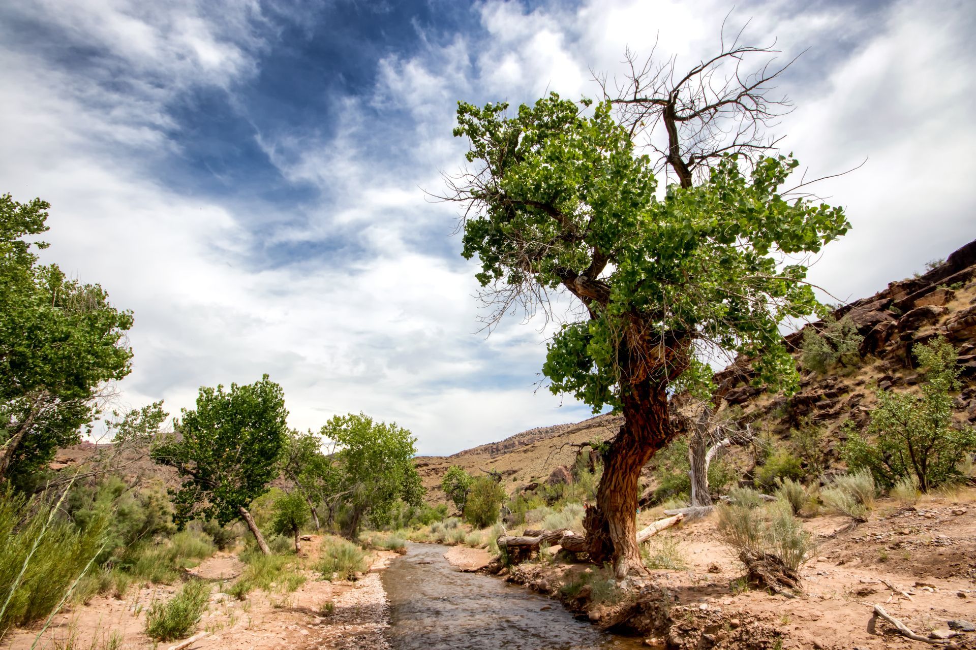 Creek in desert landscape. Green trees, brown rock, blue sky with clouds.