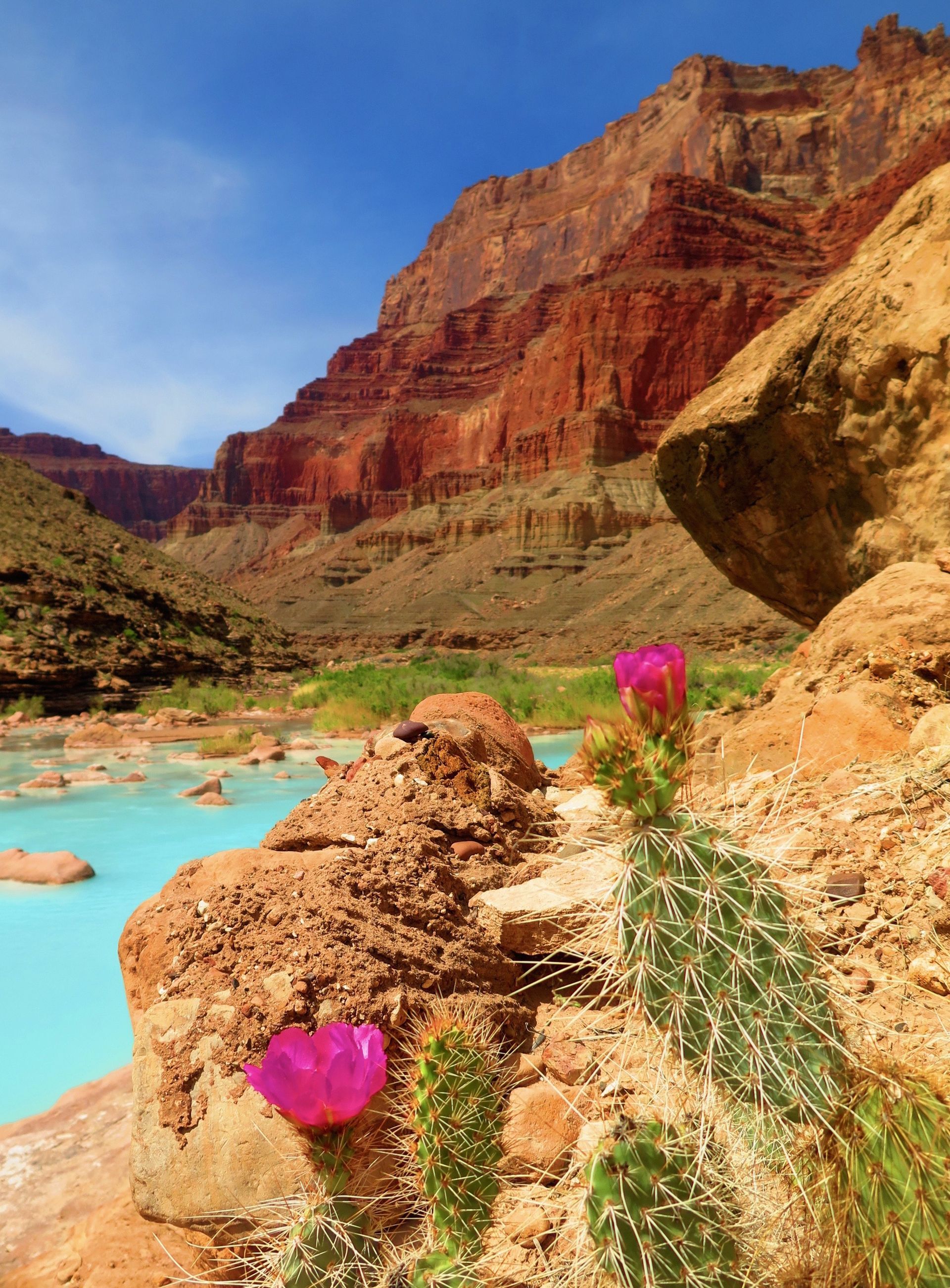 Flowers of the Canyon Country