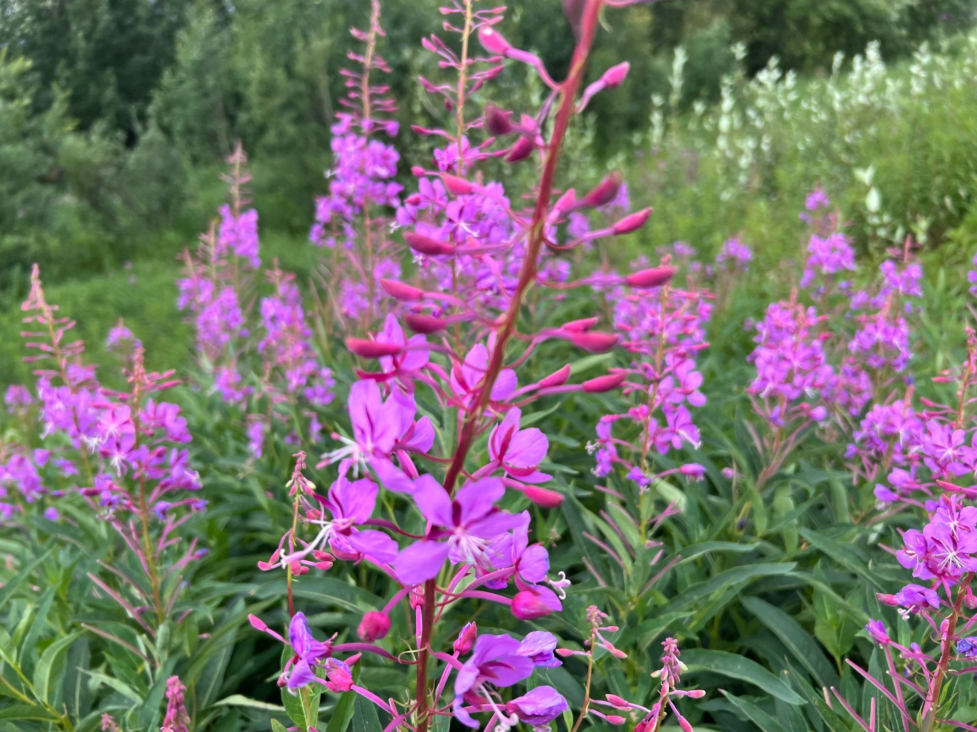 Purple fireweed flowers bloom in a green field.
