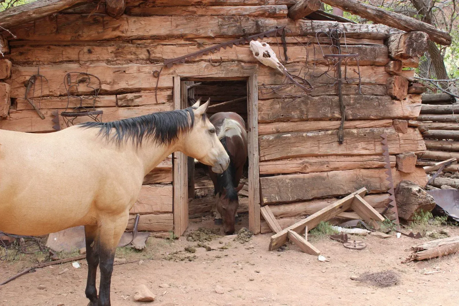 A light brown horse stands near a weathered log cabin. Another horse is inside the doorway.