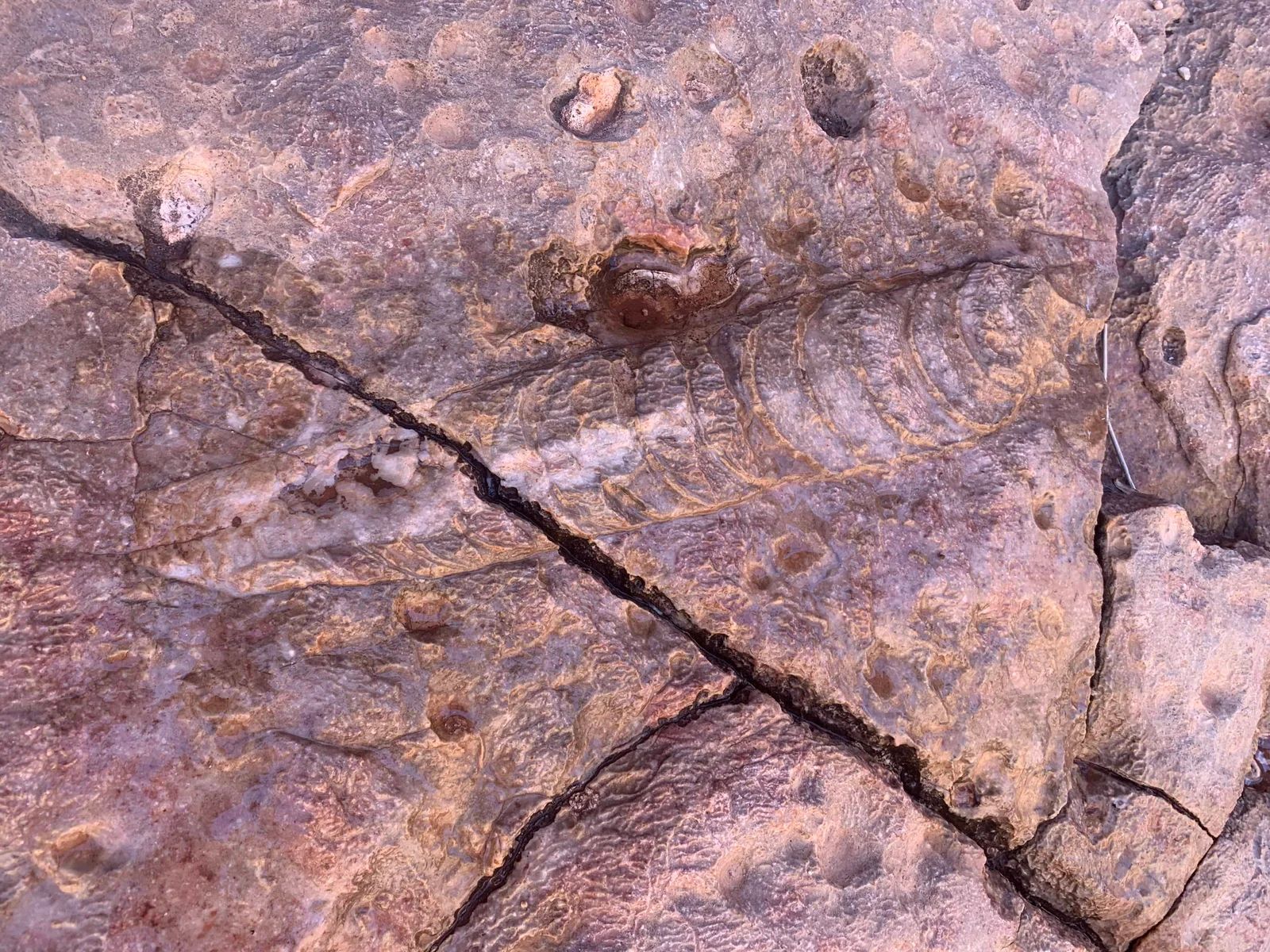 Cracked, reddish-brown rock surface with dark crack running across it, texture of the rock visible.