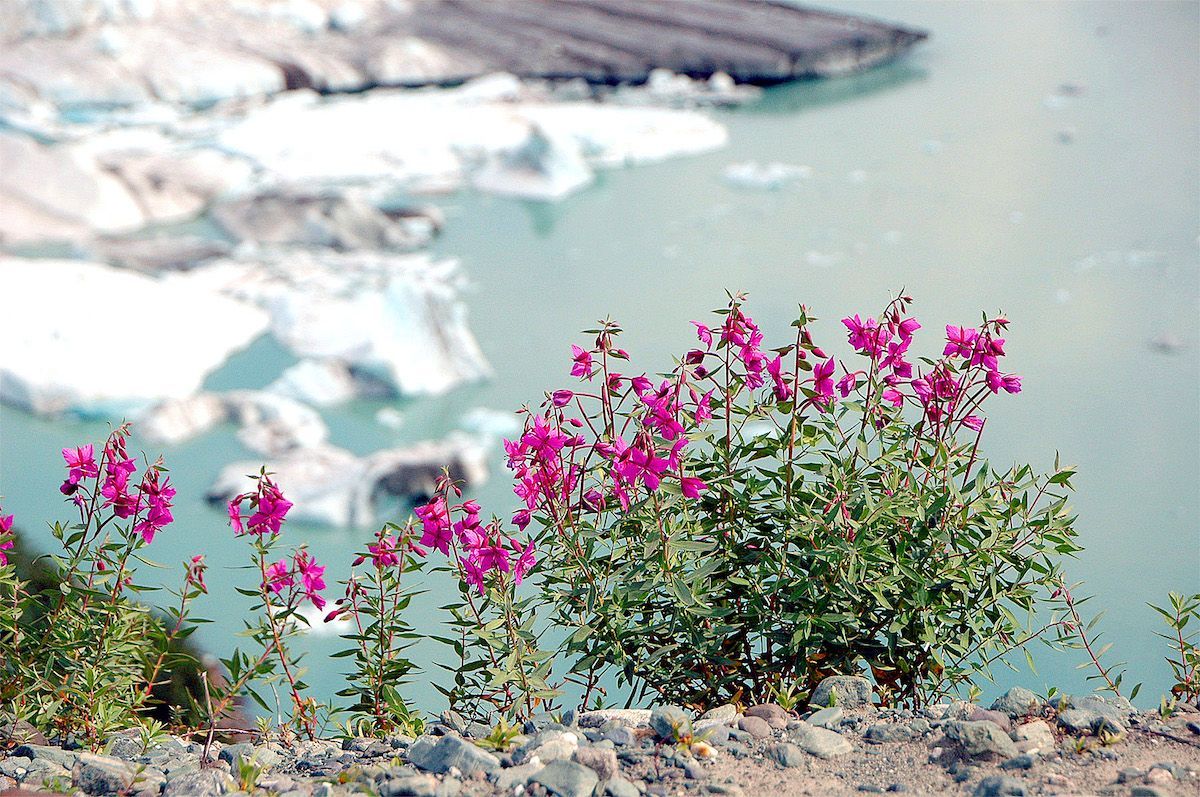 Pink wildflowers bloom against a backdrop of a glacier and turquoise water.