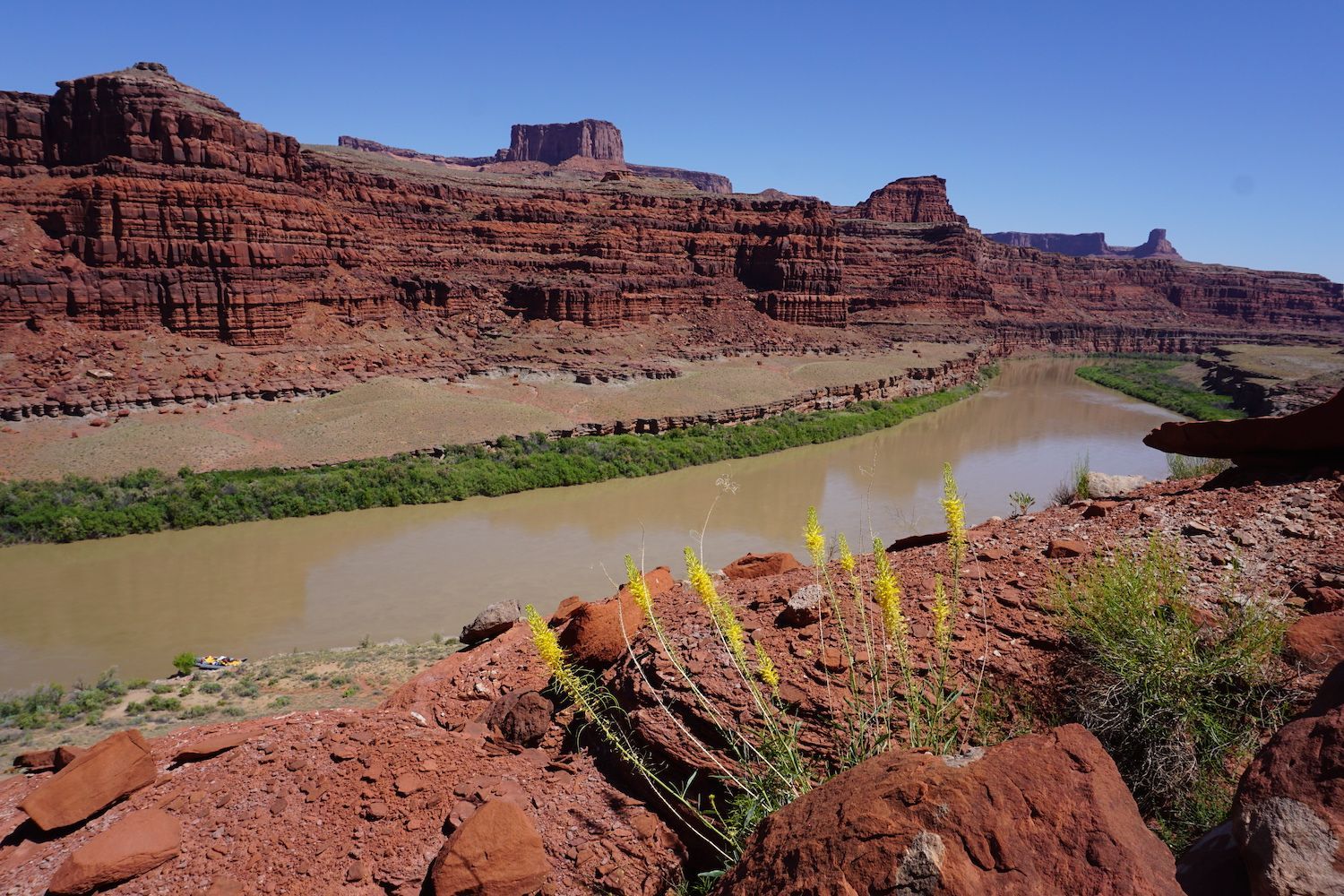 Red rock canyon landscape with a river and blue sky; yellow wildflowers in the foreground.