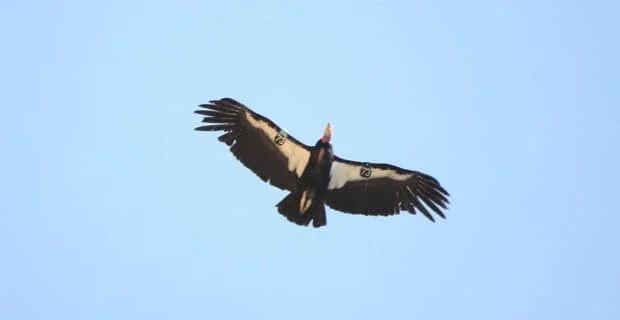 Large bird of prey with dark body and white wingtips soaring against a blue sky.