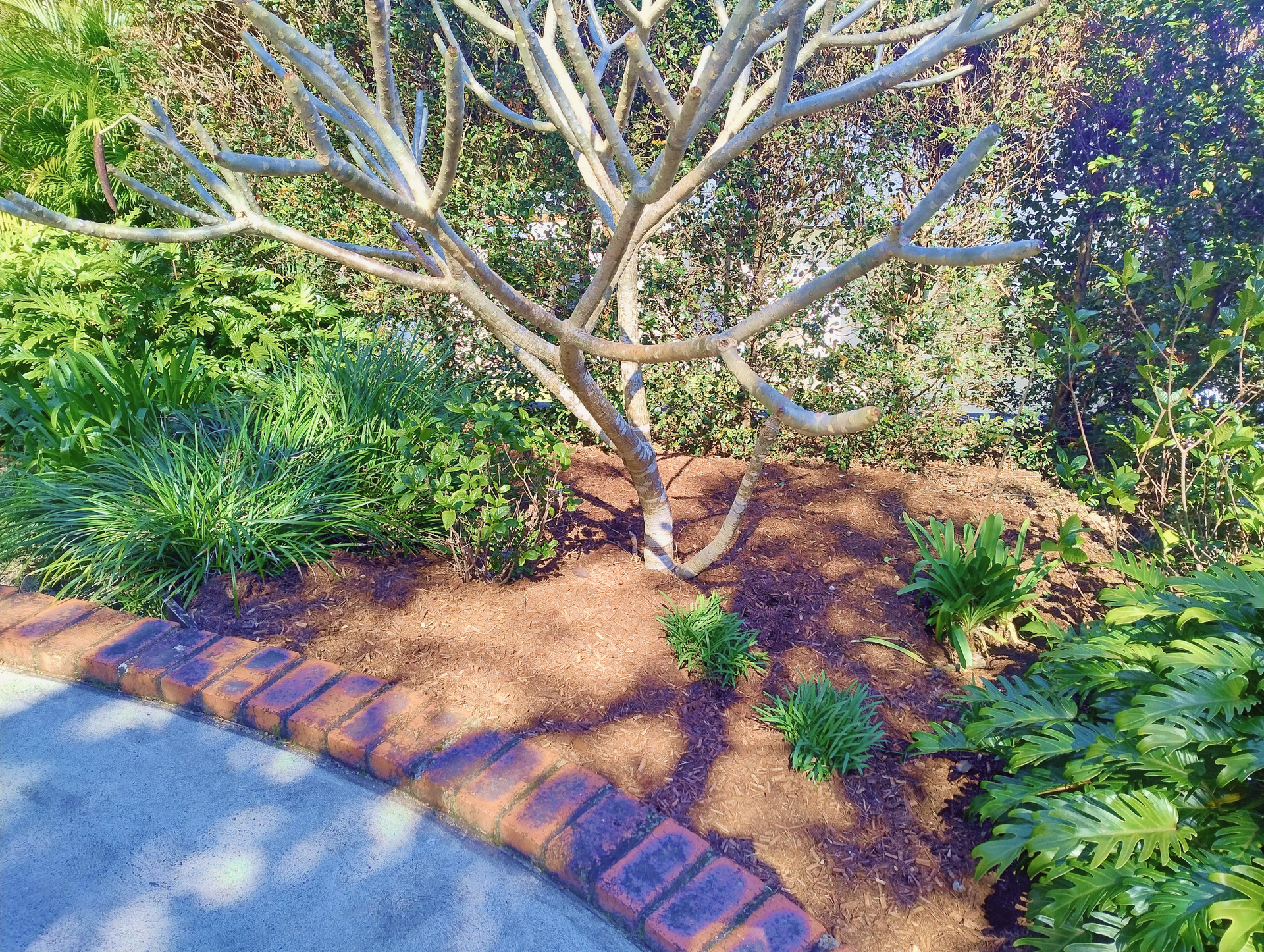 Frangipani Tree in a Garden Bed with Fresh Tea Tree Mulch — Teven Valley Tea Tree Mulch In Lennox Head, NSW