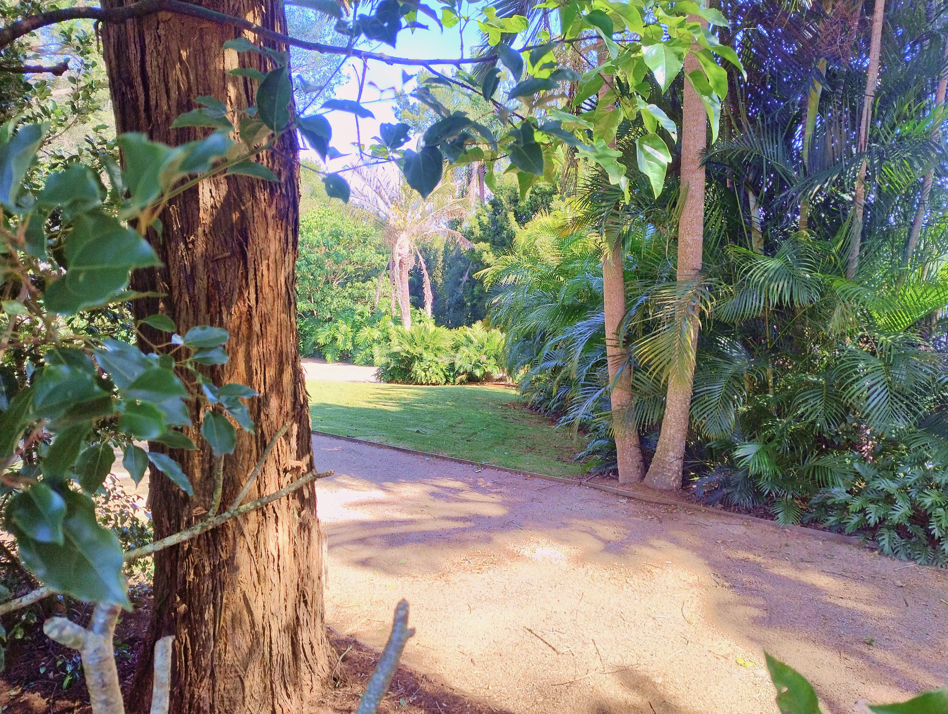 Two Garden Beds Separated by a Path — Teven Valley Tea Tree Mulch in Bangalow, NSW