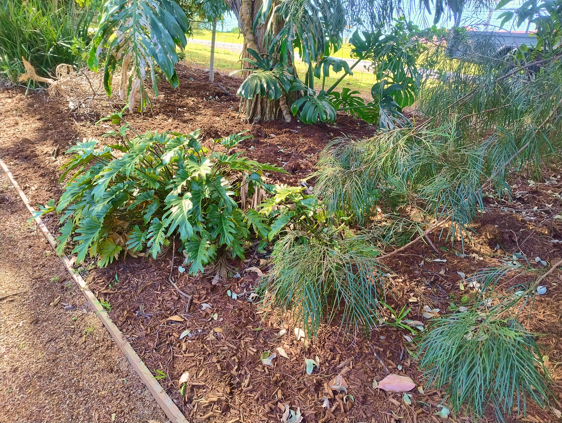 A Garden Bed Covered in Tea Tree Mulch — Teven Valley Tea Tree Mulch in  Alstonville, NSW