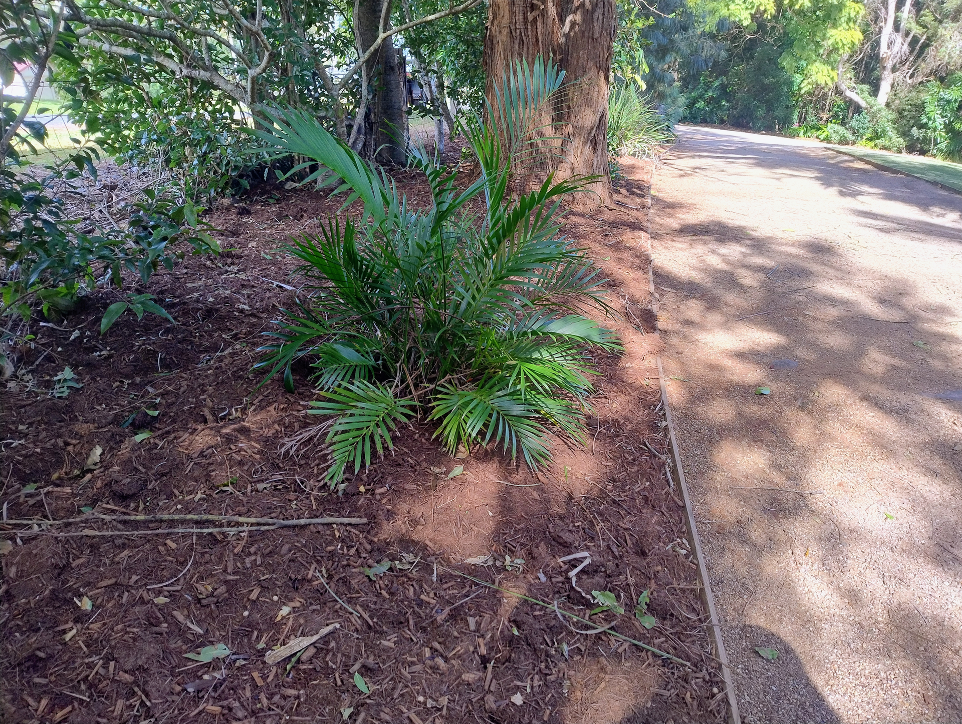 A Garden Bed Next to a Path with a Palm — Teven Valley Tea Tree Mulch In Northern Rivers, NSW