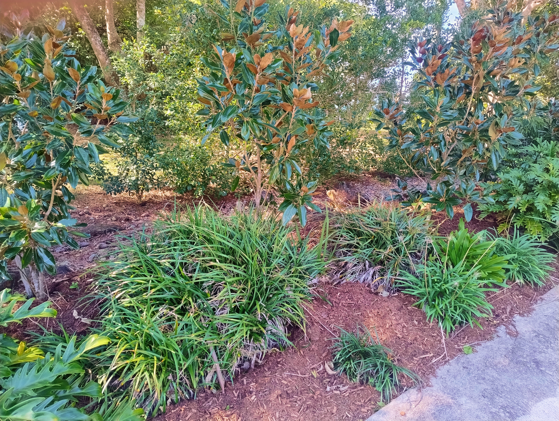 Garden Bed with Fresh Mulch — Teven Valley Tea Tree Mulch In Ballina, NSW