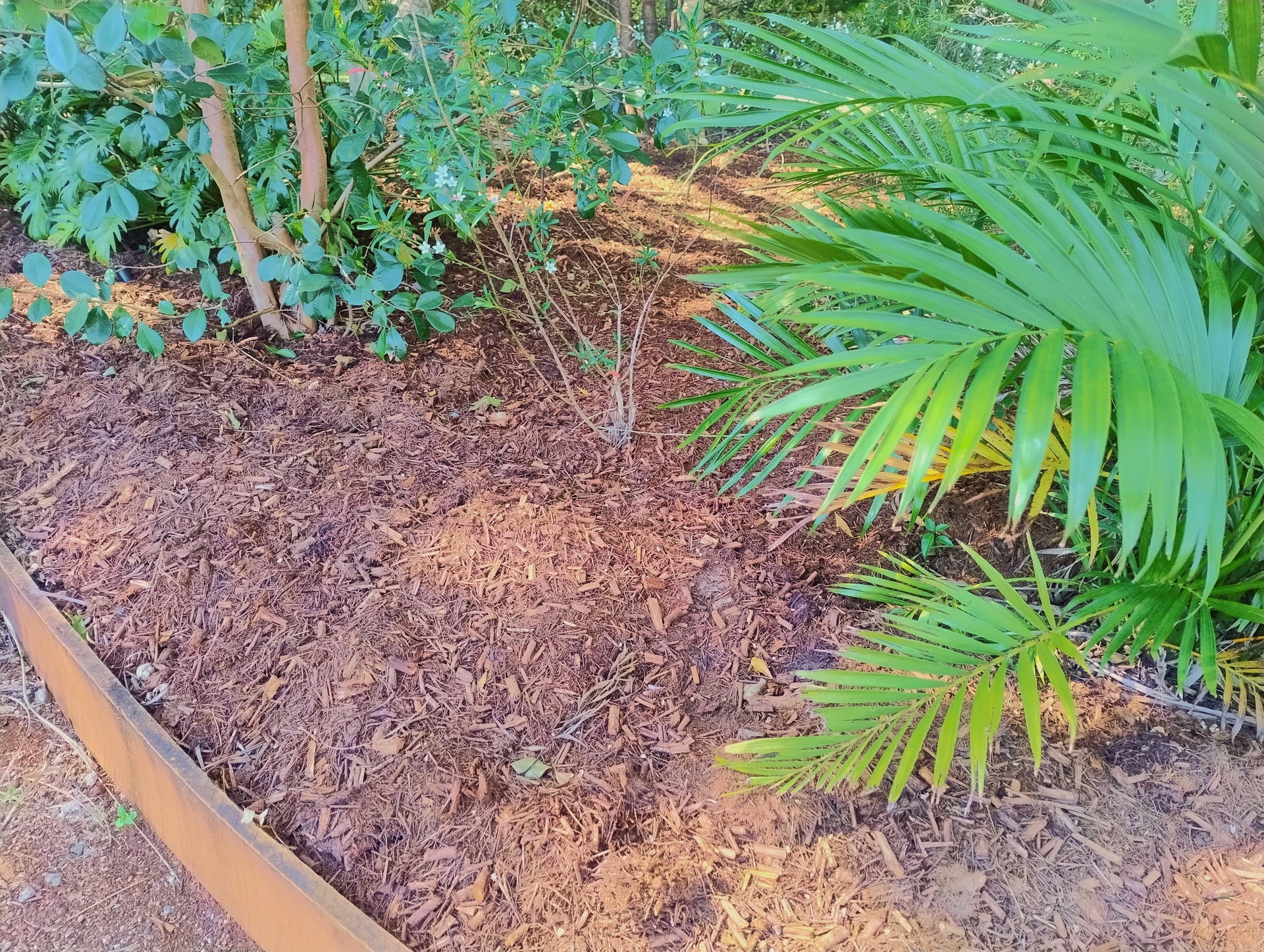 Mulch on a Garden Bed with some Plants — Teven Valley Tea Tree Mulch In Byron Bay, NSW