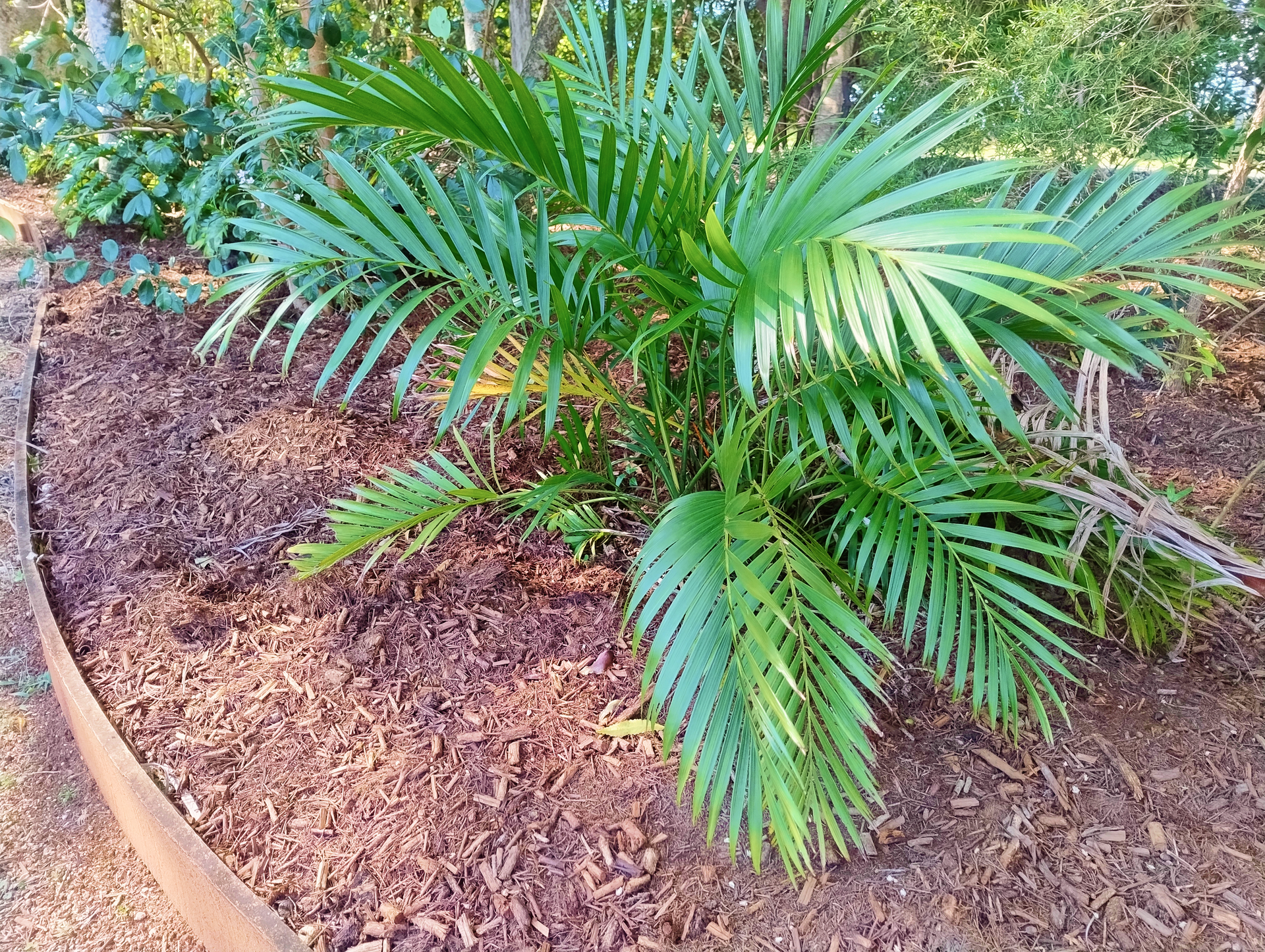 A Garden with Mulch and Plants — Teven Valley Tea Tree Mulch in Bangalow, NSW