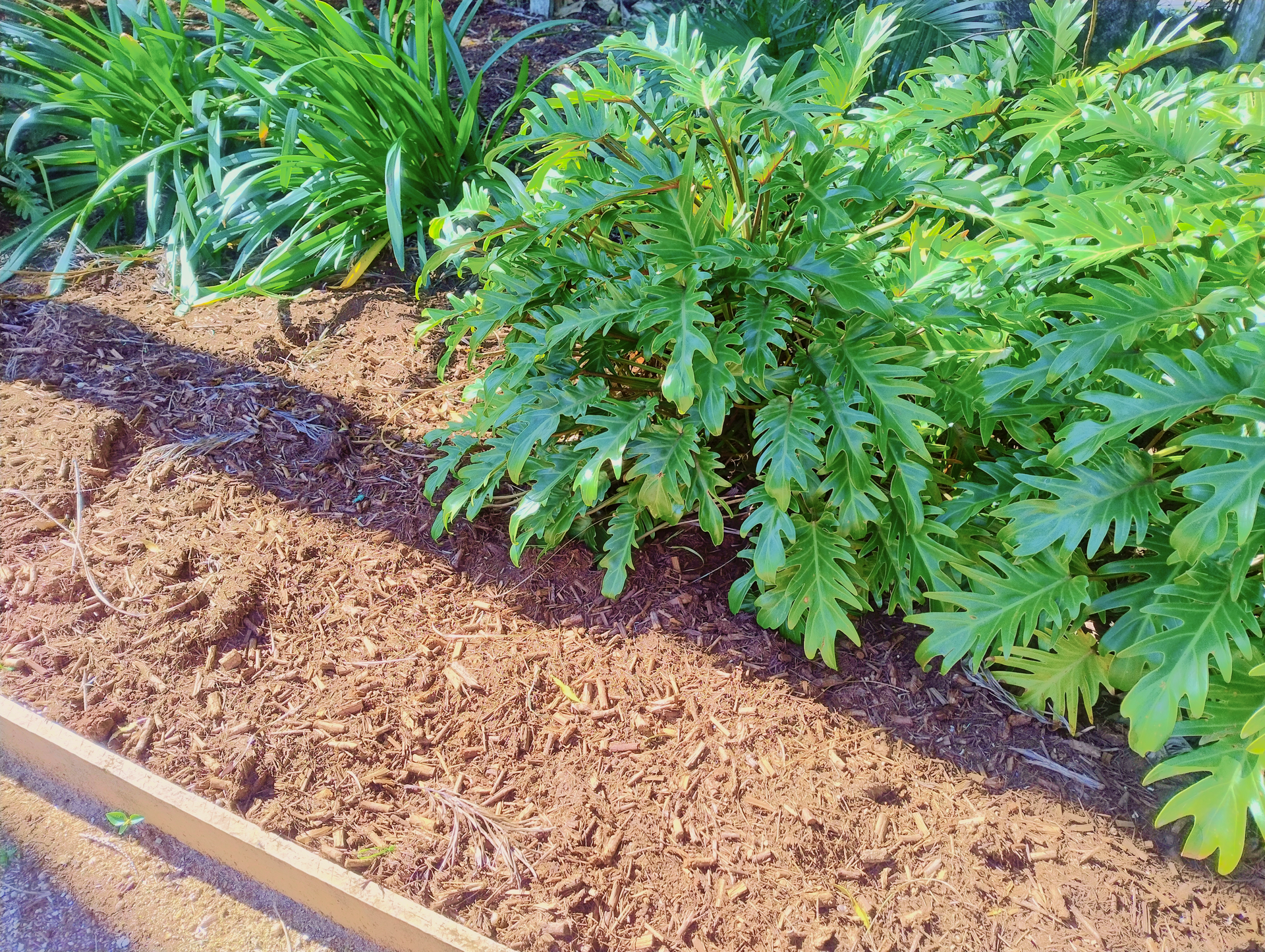 Garden Bed with Plants and Mulch — Teven Valley Tea Tree Mulch In Byron Bay, NSW