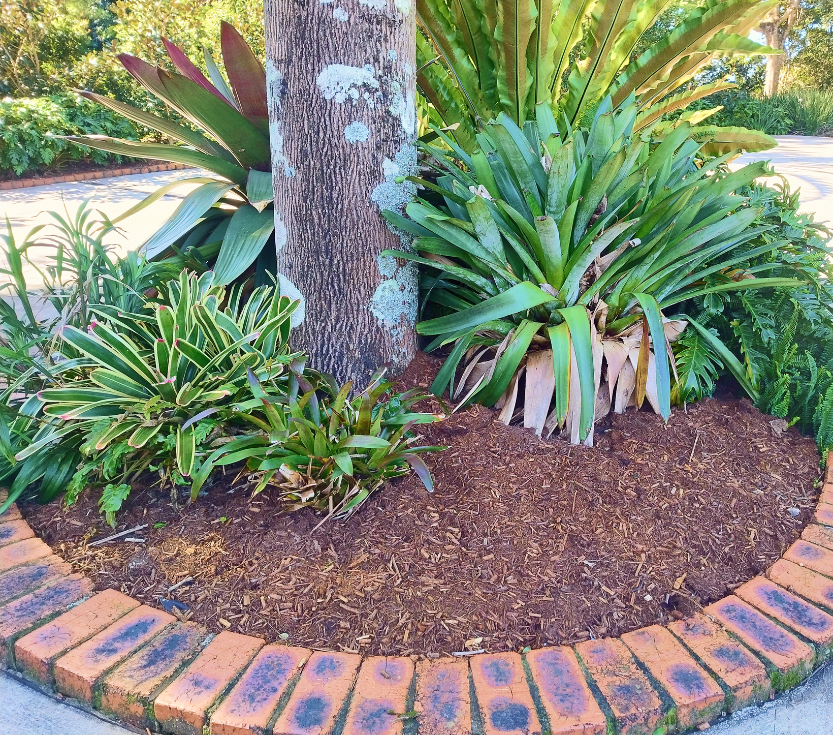 A Close-Up Of A Mulched Garden Bed with a Tree and Shrubs — Teven Valley Tea Tree Mulch In Byron Bay, NSW