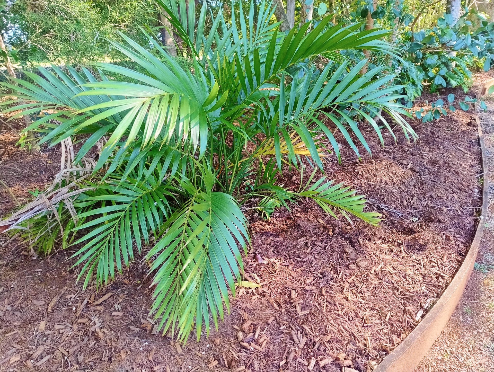 A Garden with a Healthy Palm Growing — Teven Valley Tea Tree Mulch In Northern Rivers, NSW
