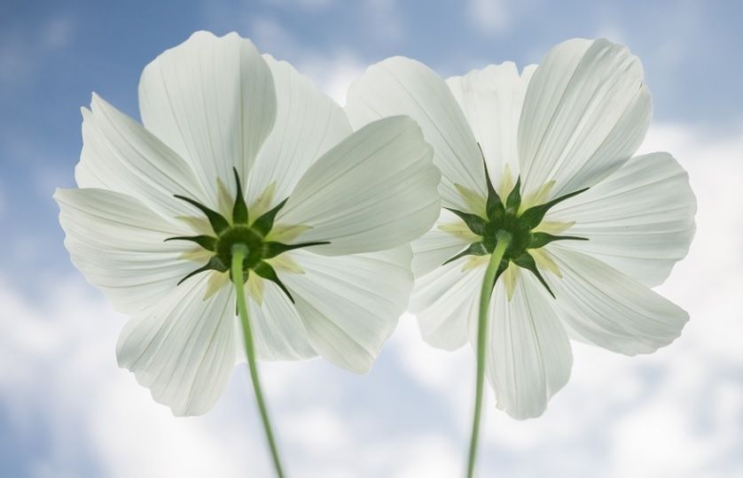 Cremation services in Fort Worth, TX