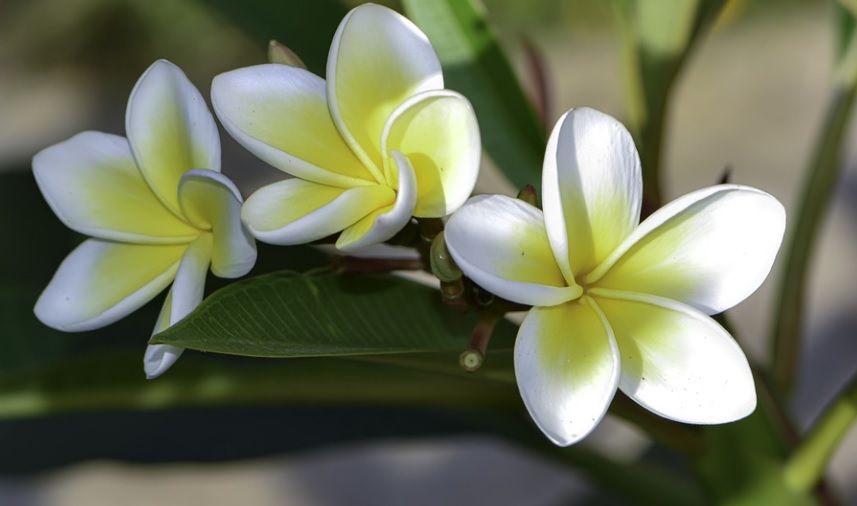cremation services in Fort Worth, TX