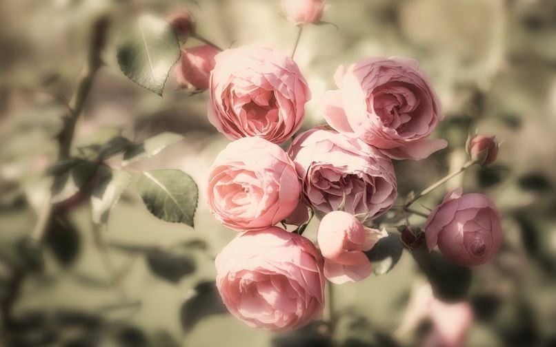funeral homes in Haltom City, TX