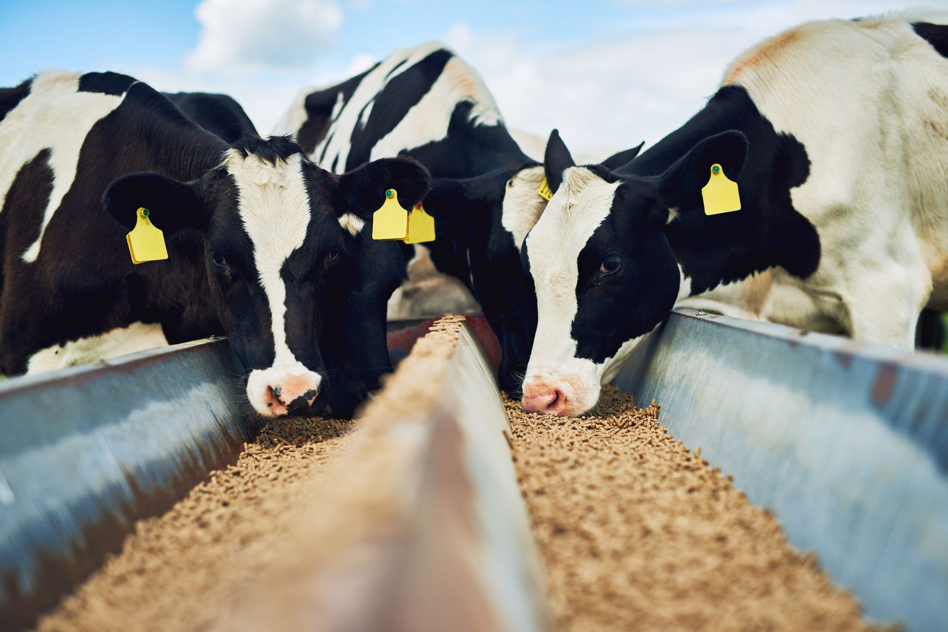 Animal Feed — Gate City, VA — Broadwater Trading Company LLC