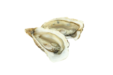 Due ostriche sono sedute una sopra l'altra su uno sfondo bianco.
