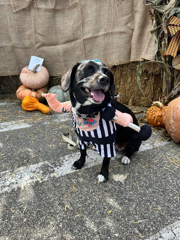 A dog wearing a referee costume is sitting on the ground.