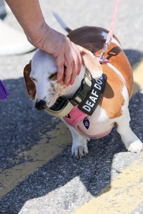 A person is petting a brown and white dog wearing a deaf dog harness.