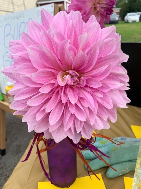 A pink flower is in a purple vase on a table