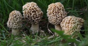A group of mushrooms are growing in the grass.