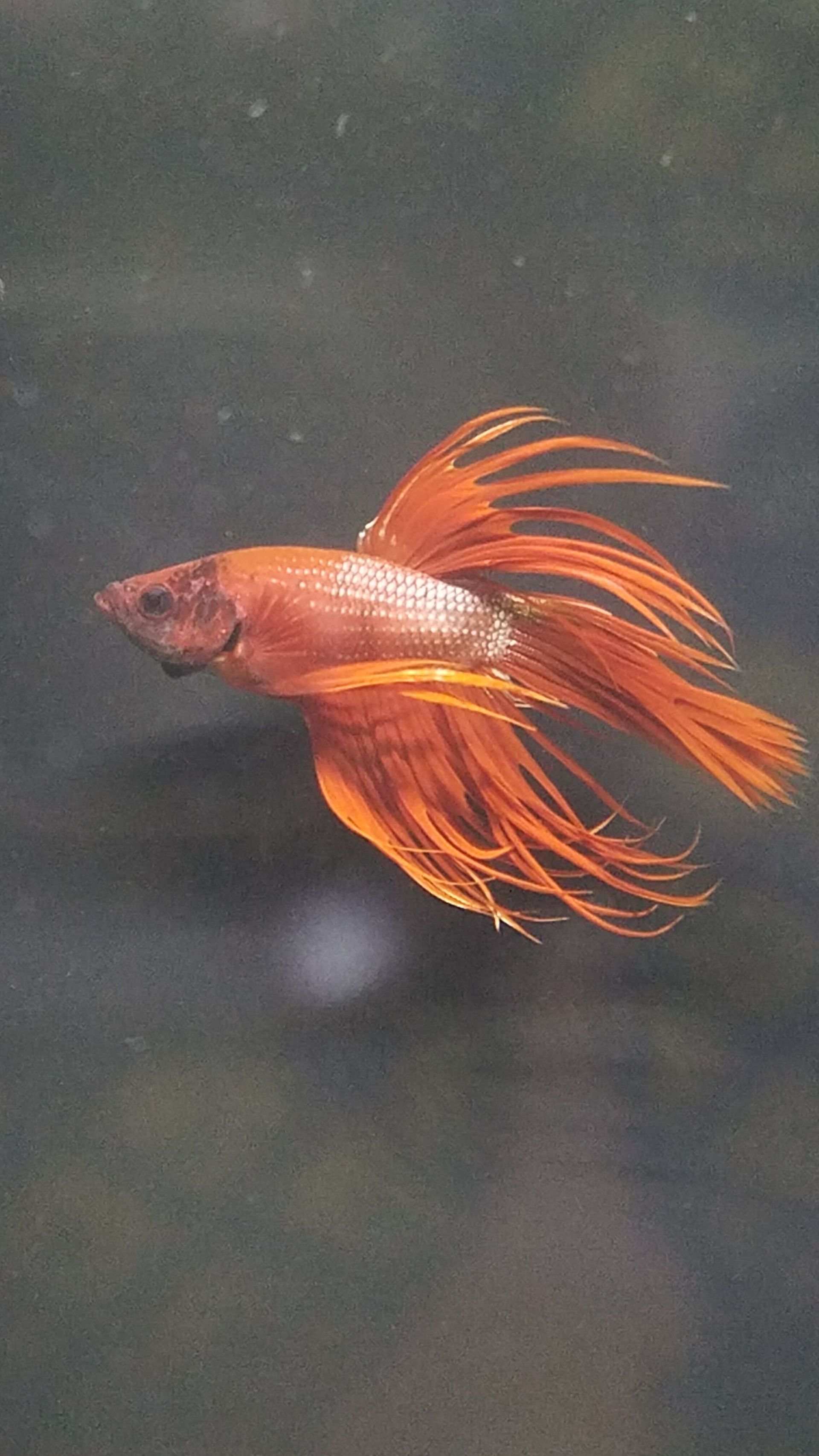 Freshwater | Treasure State Aquariums