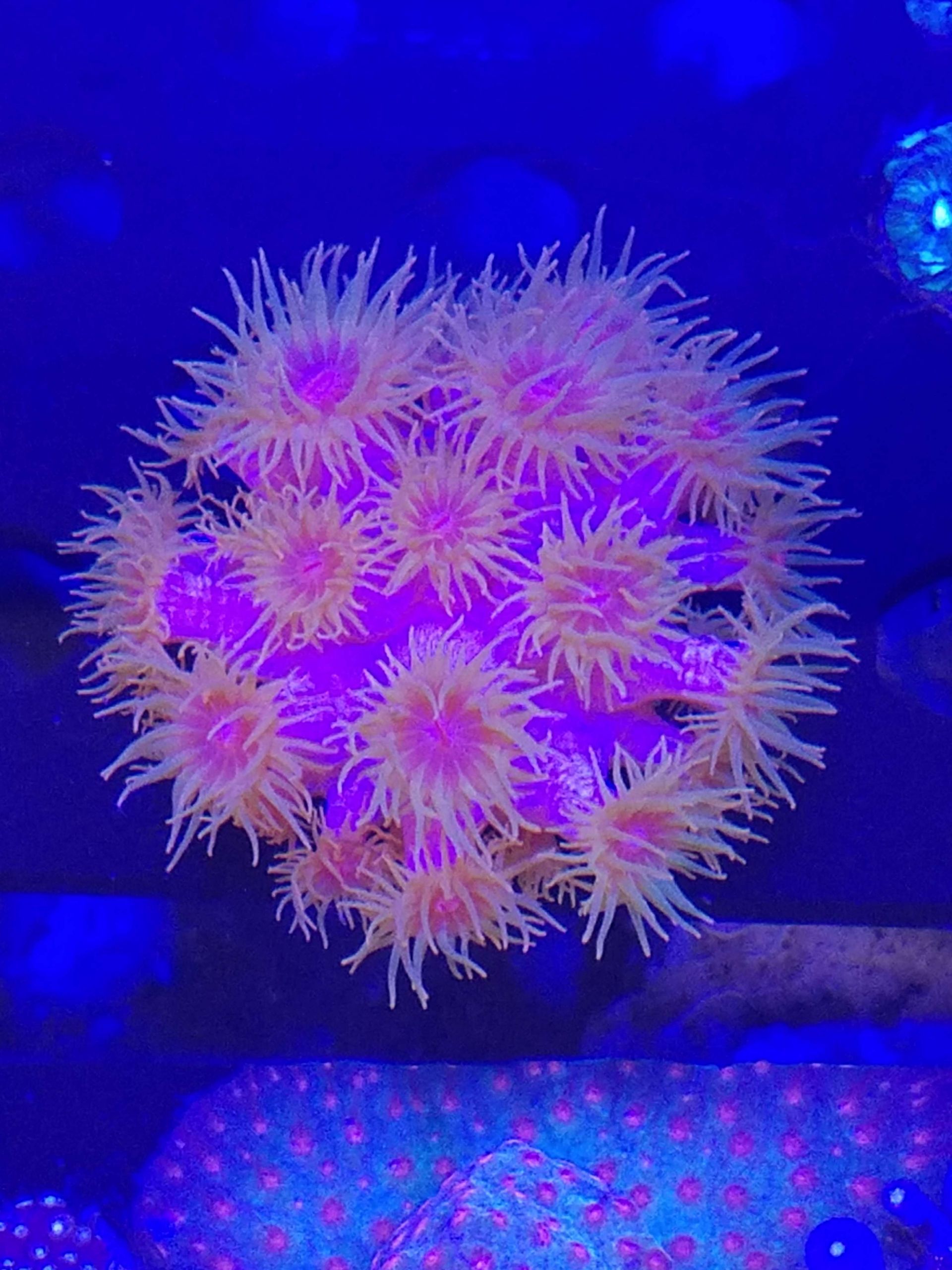 Sun Coral