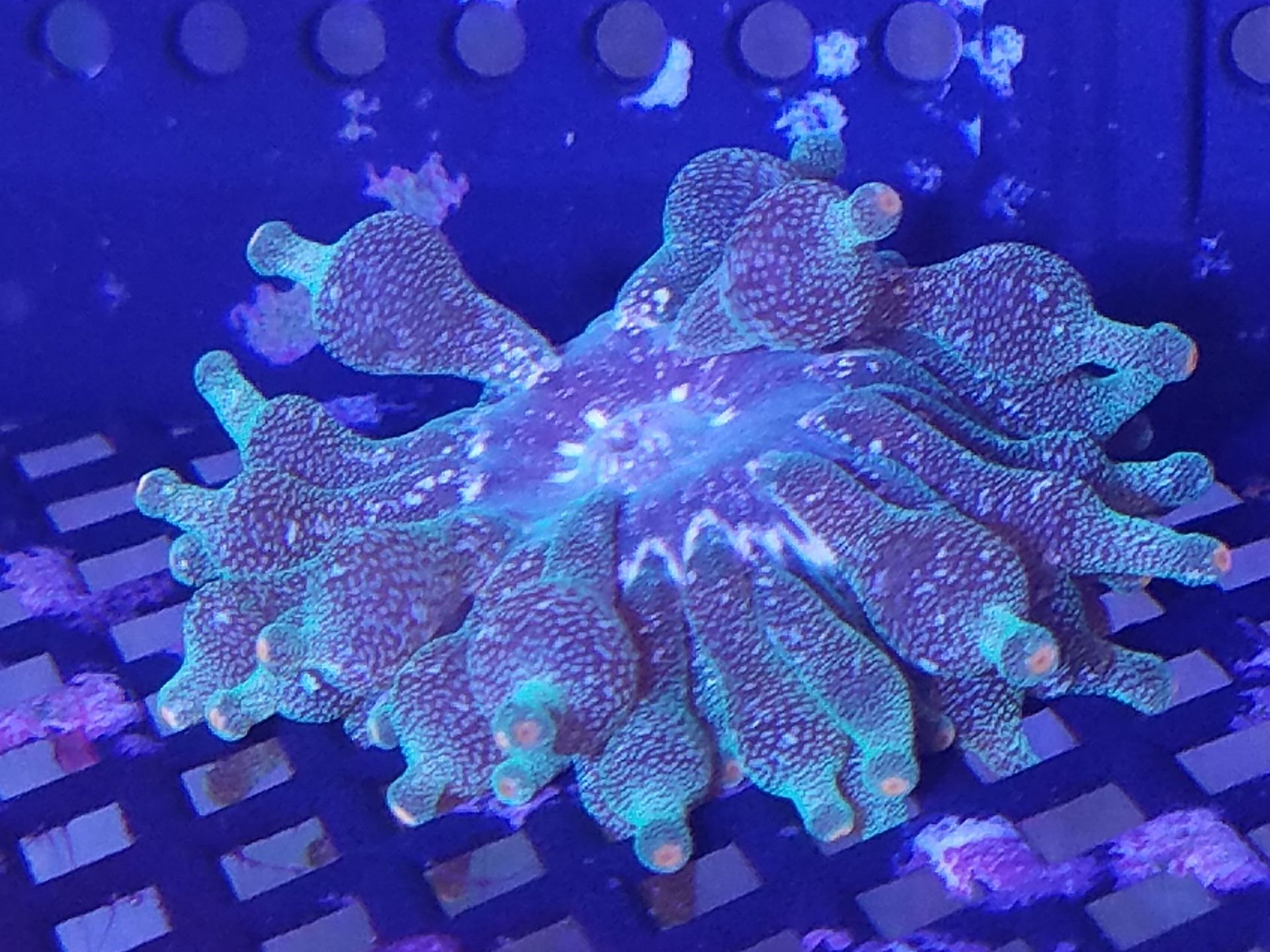 Bubble Tip Anemone