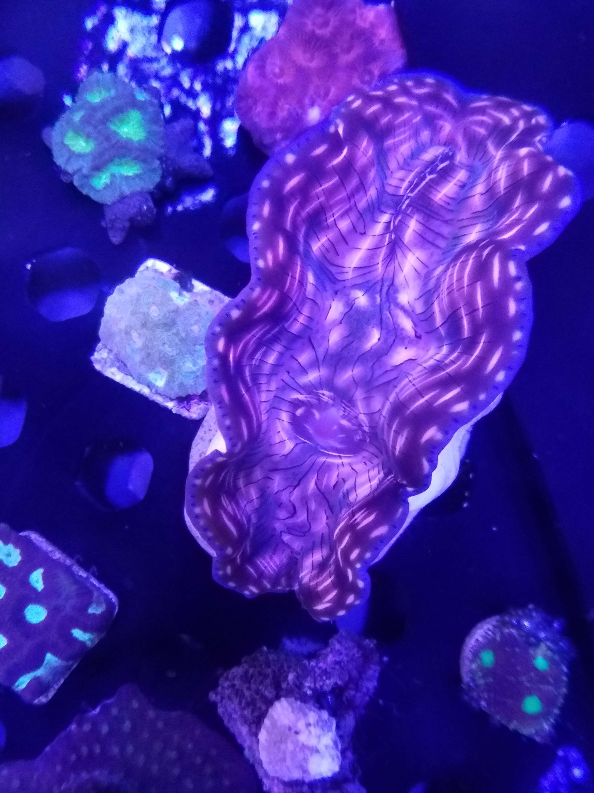 Derasa Clam - SW