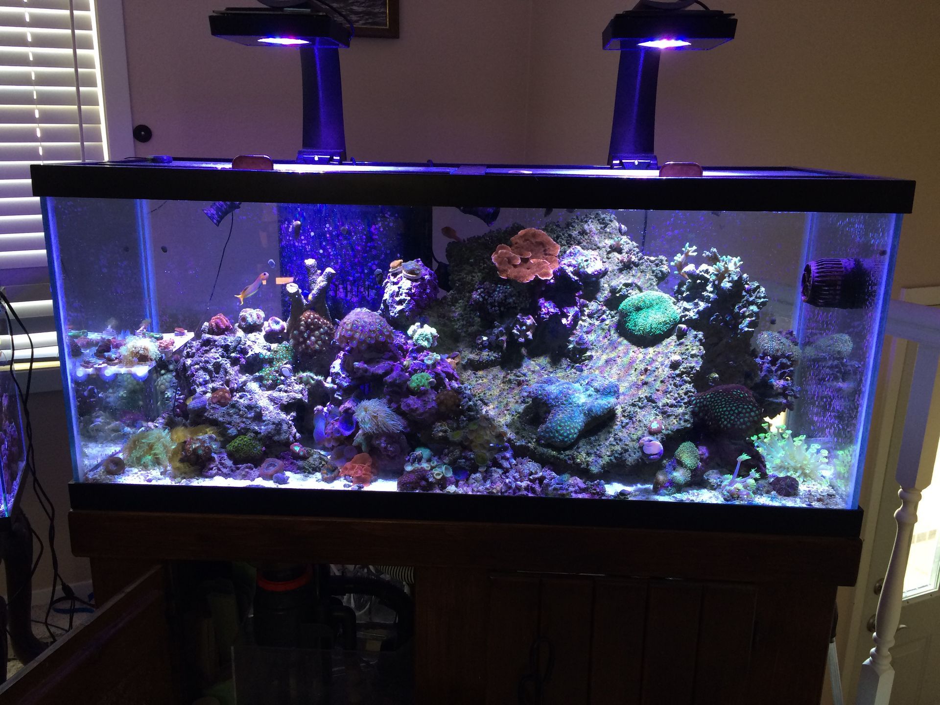 A large aquarium filled with lots of fish and corals