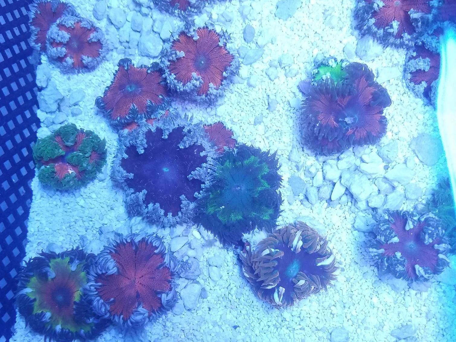 Rock Flower Anemone