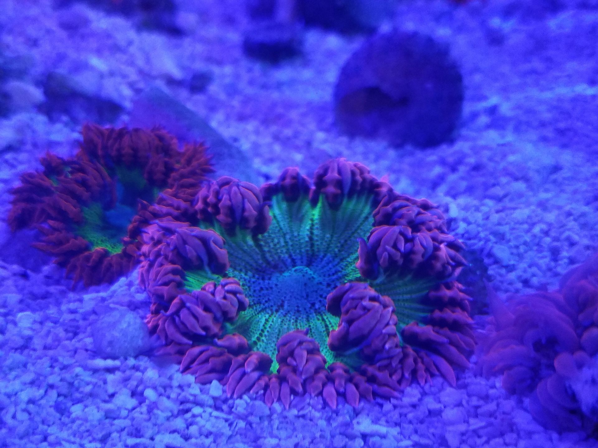 Ultra Rock Flower Anemone