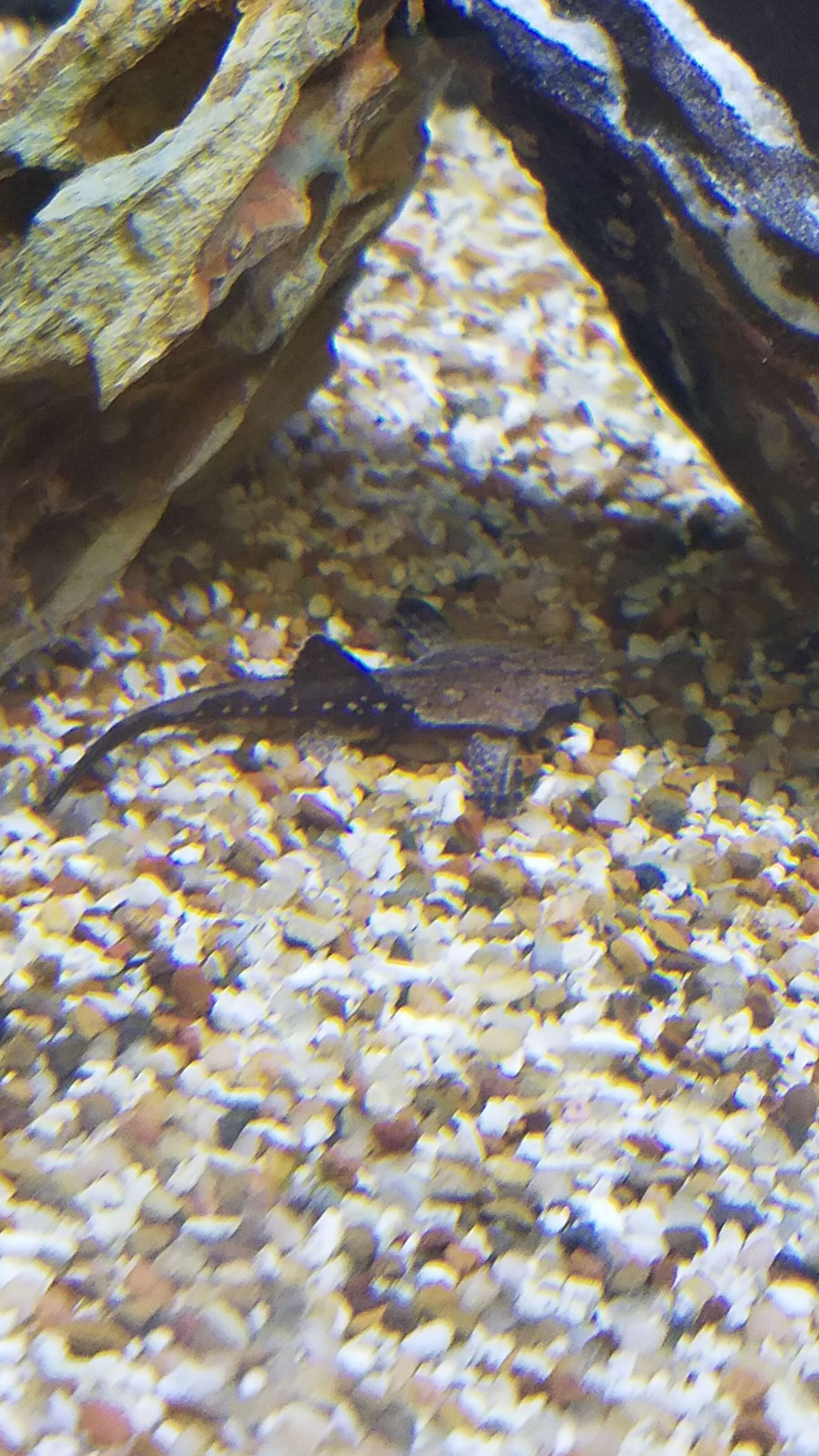 Banjo Catfish