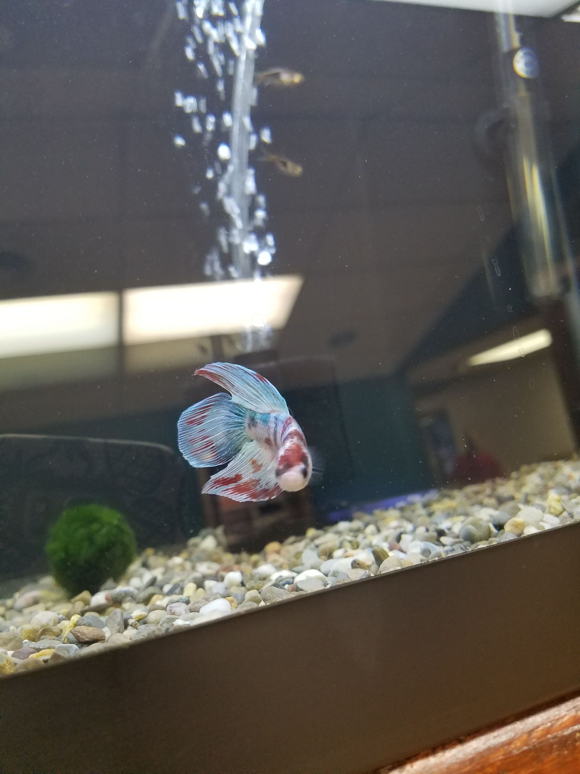 Betta