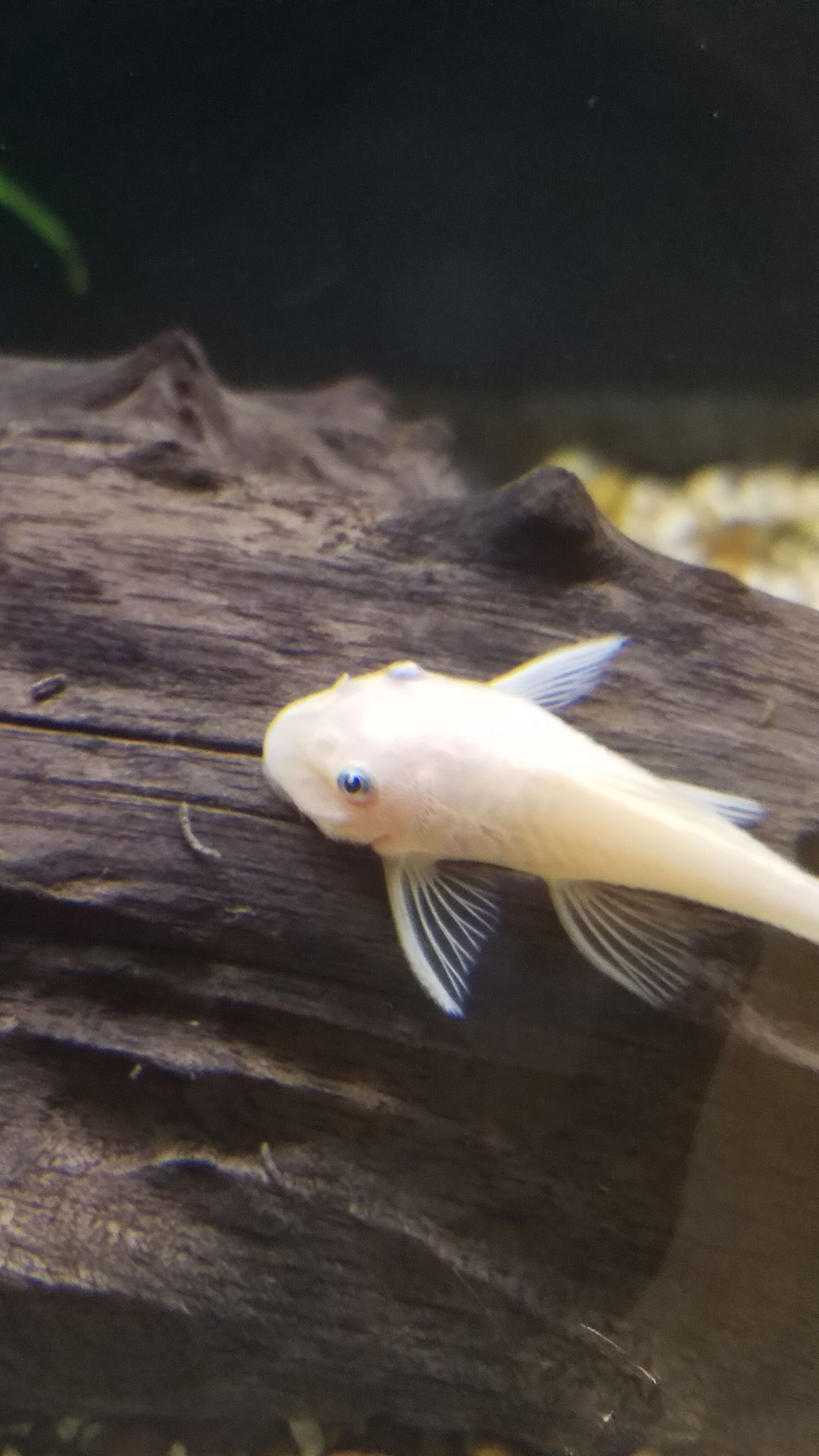 Blue Eye Lemon Bristlenose Pleco