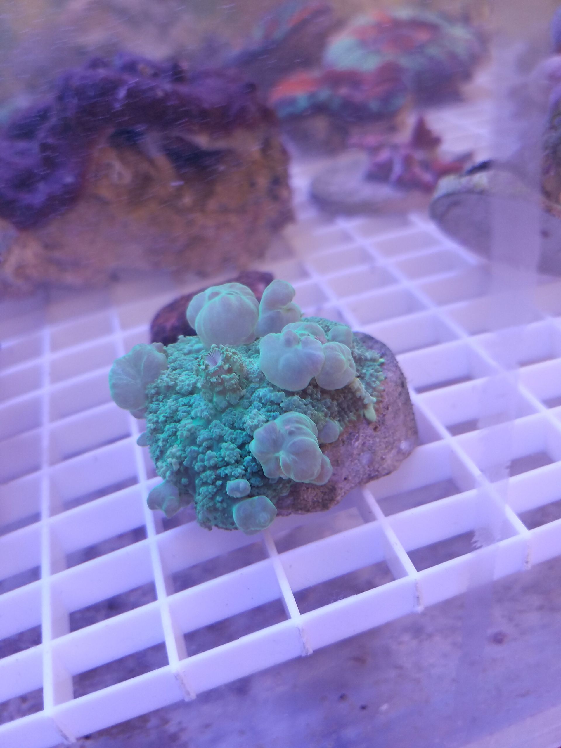 Bounce Mushroom