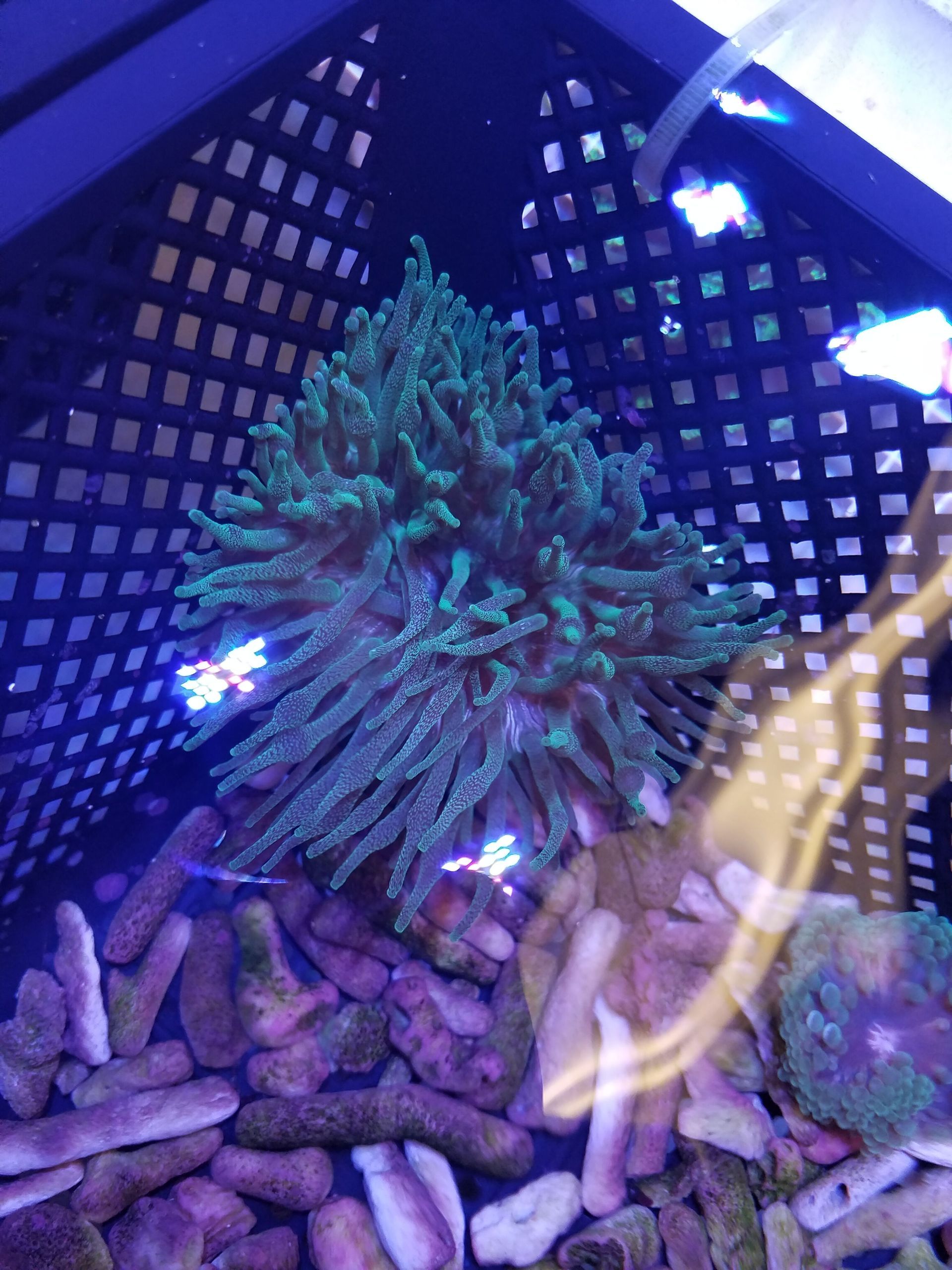 Bubble Tip Anemone