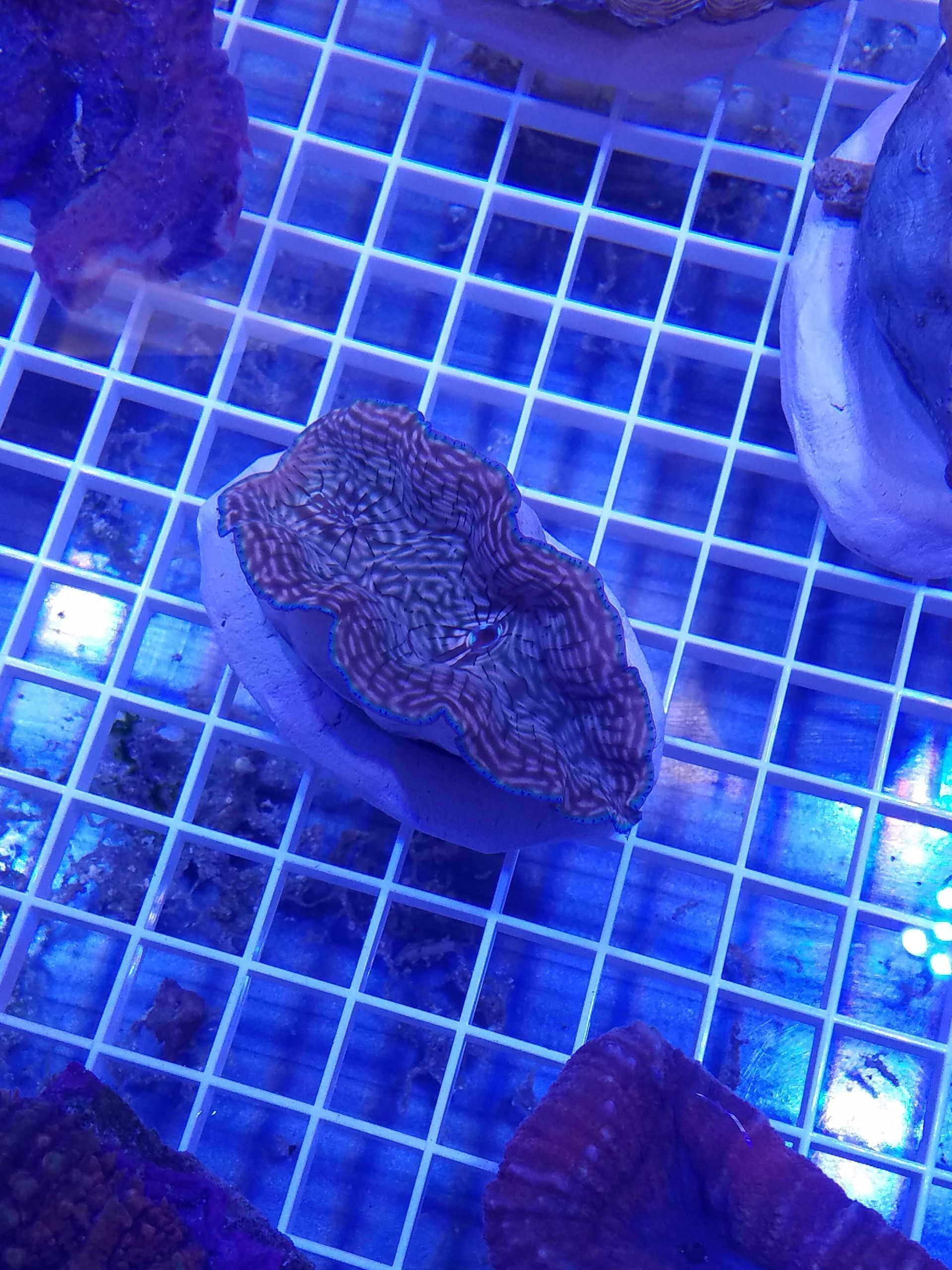 Derasa Clam - SW