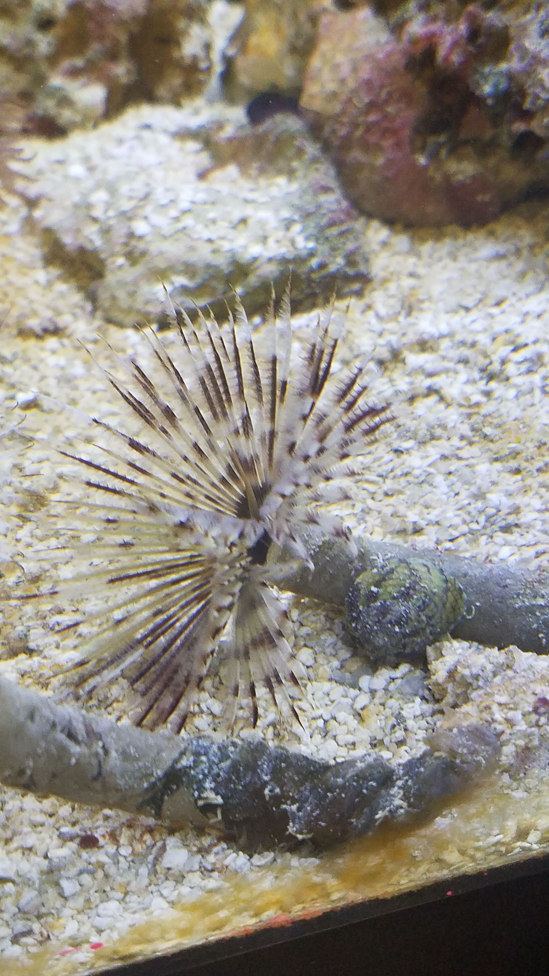Feather Duster - SW