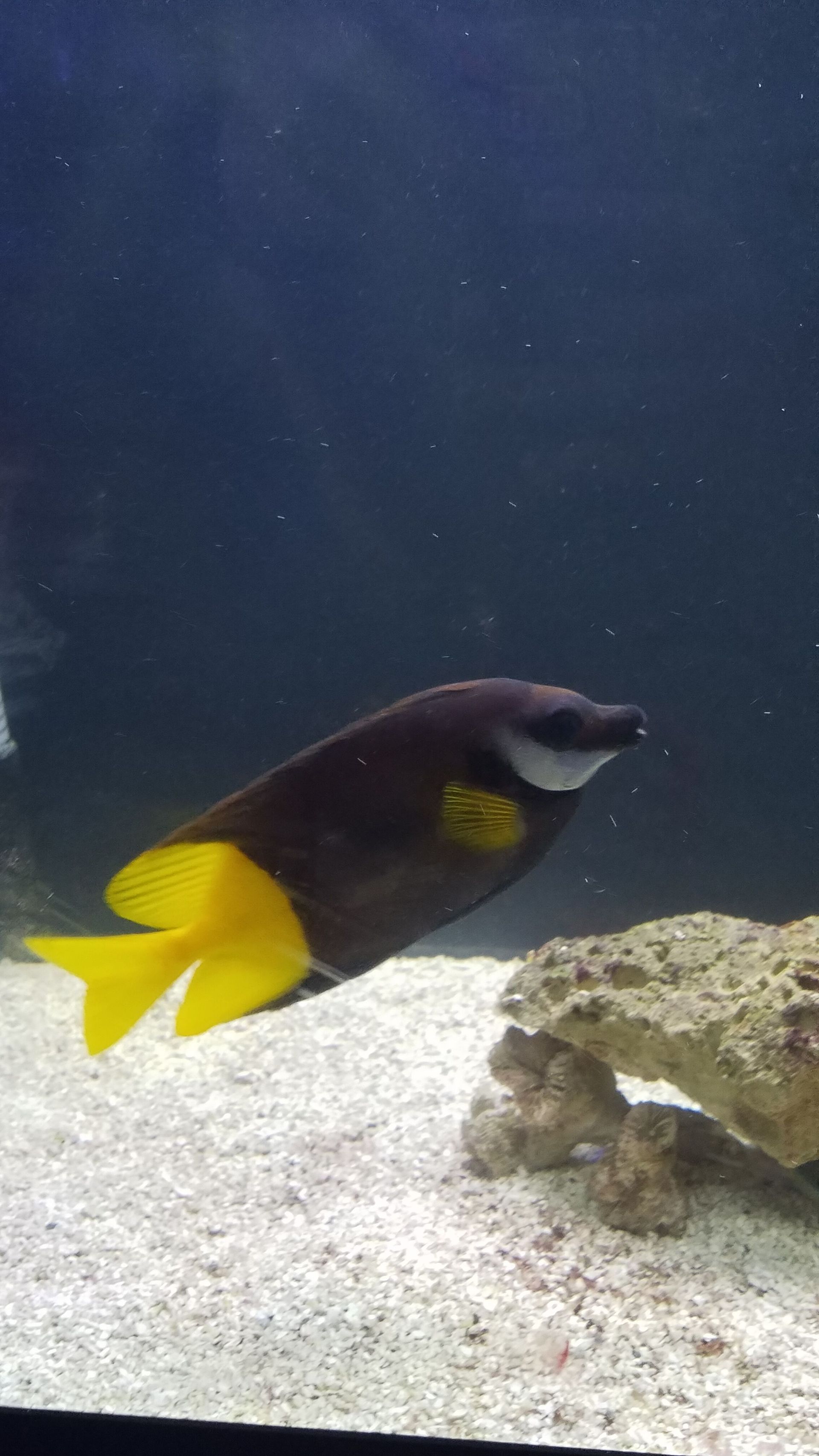 Fiji Foxface