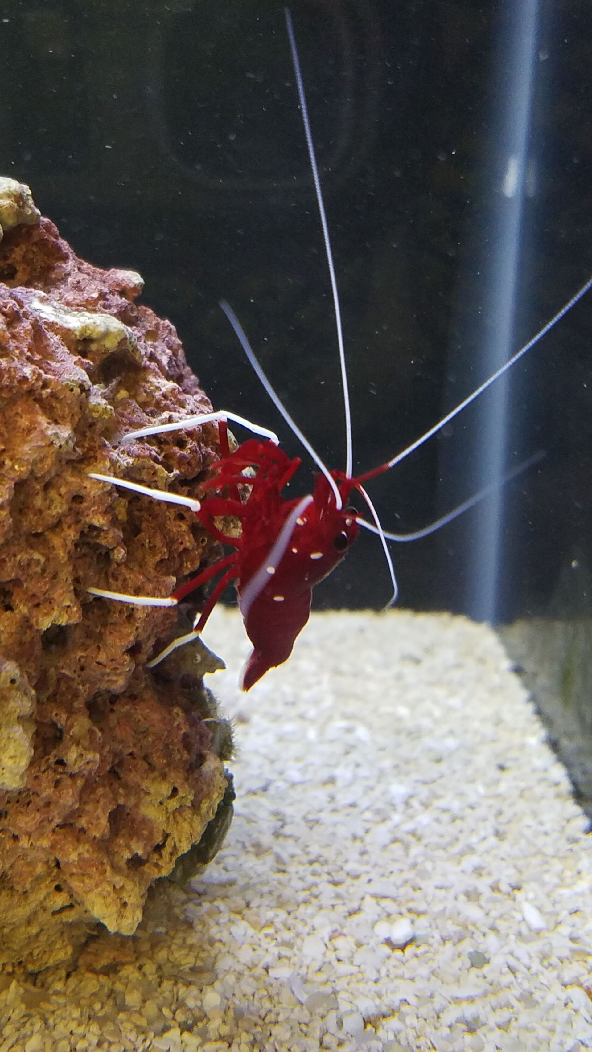 A red shrimp is sitting on top of a rock in an aquarium.