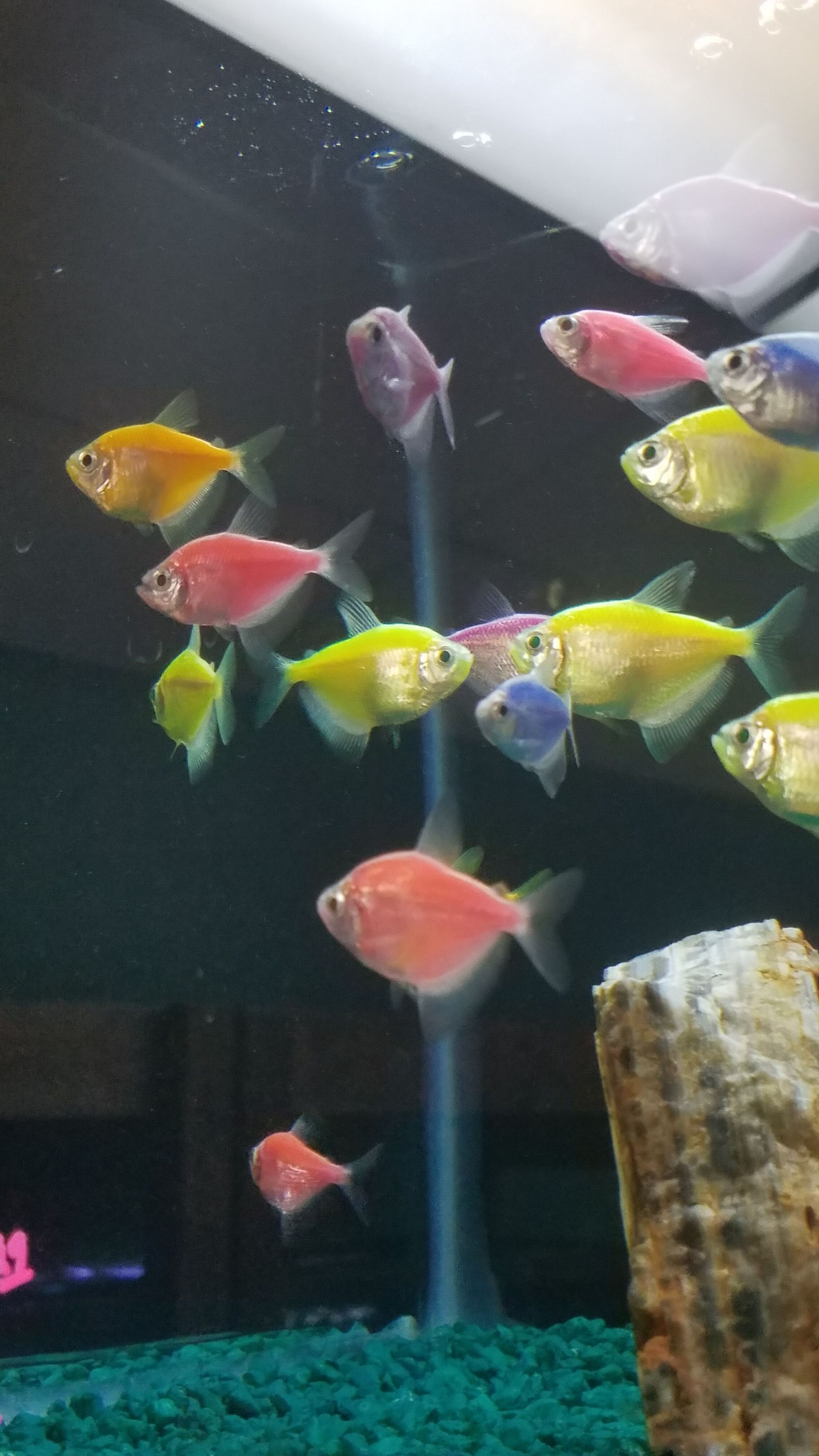 Glofish