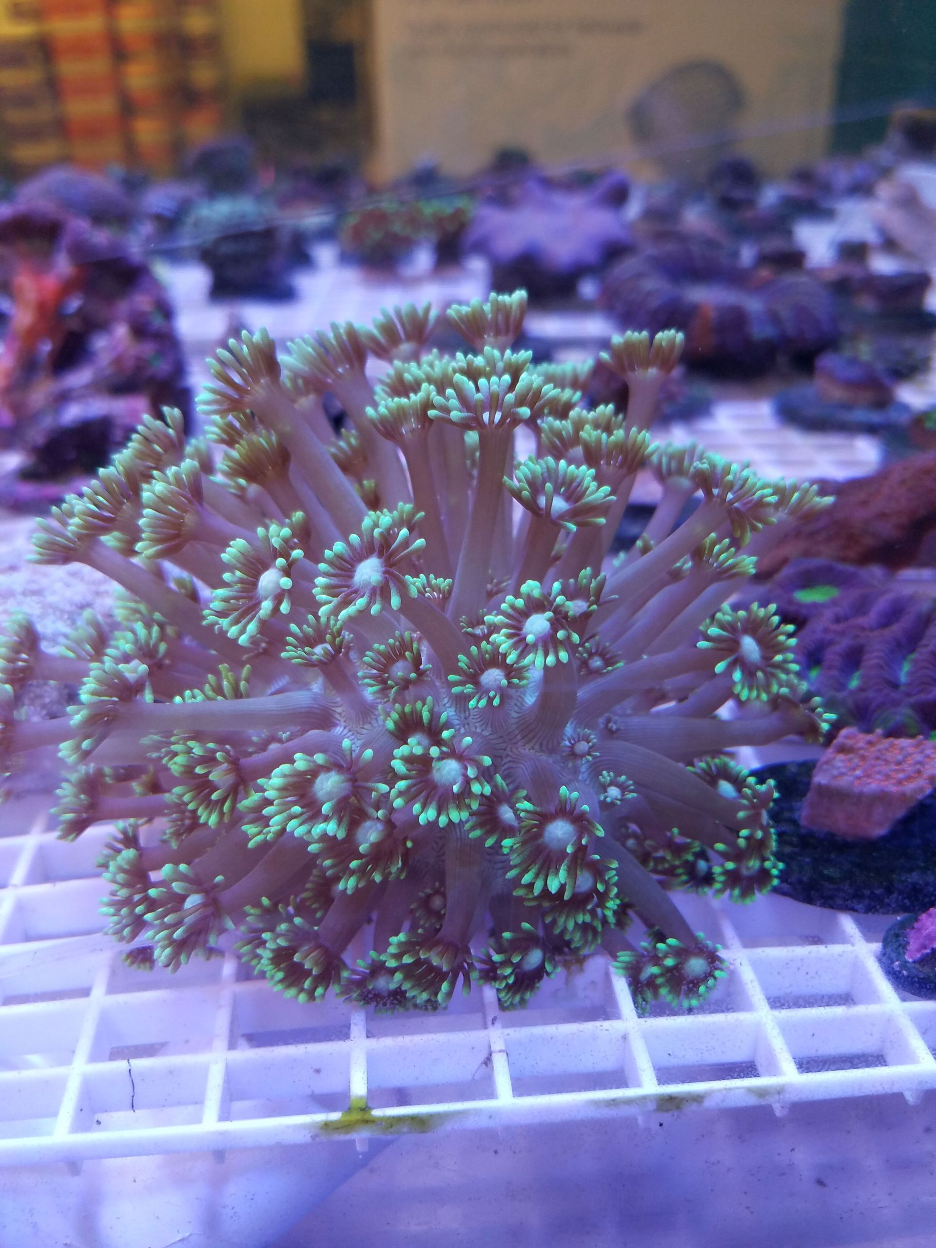 Goniopora