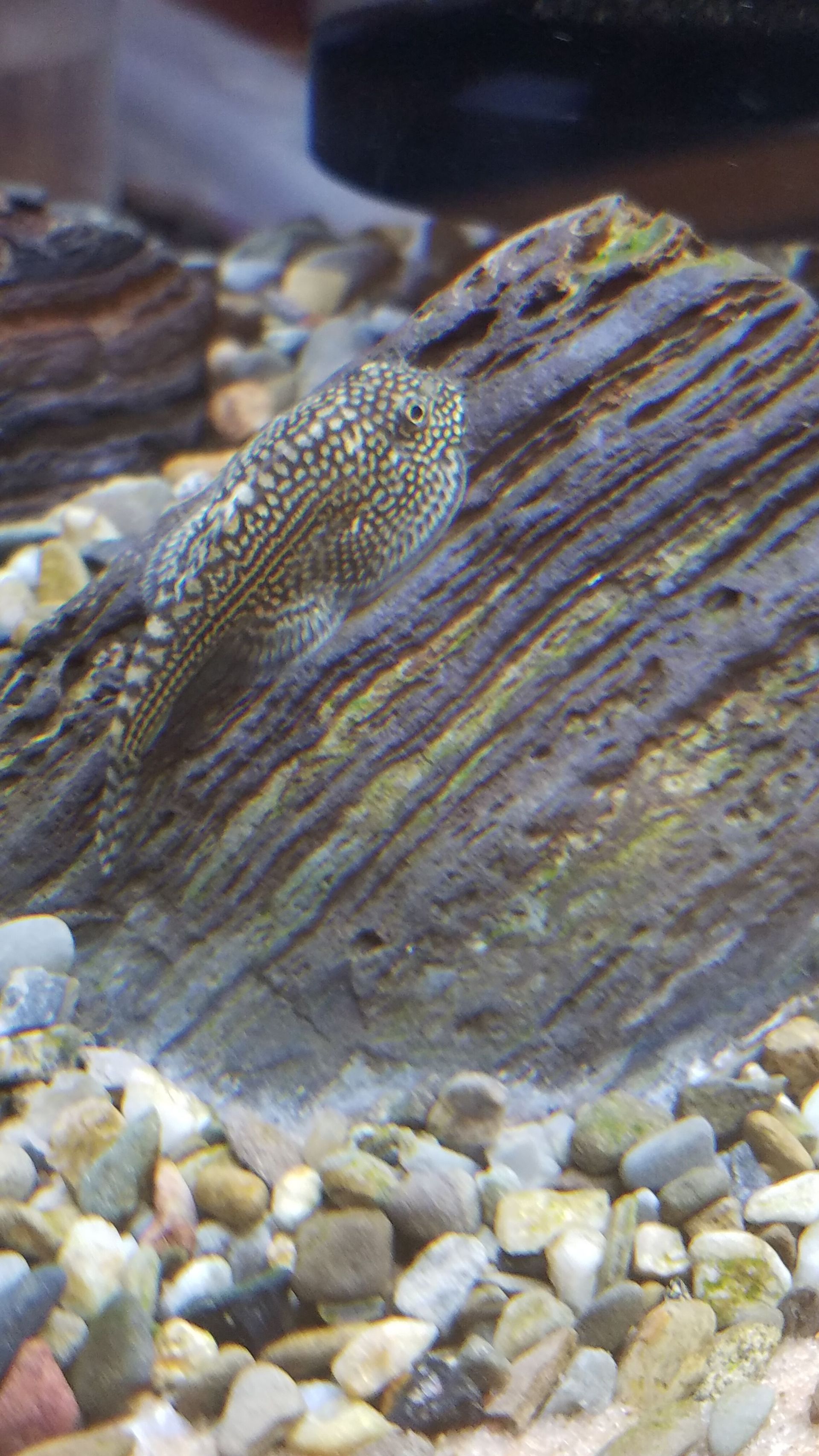 Hillstream Loach
