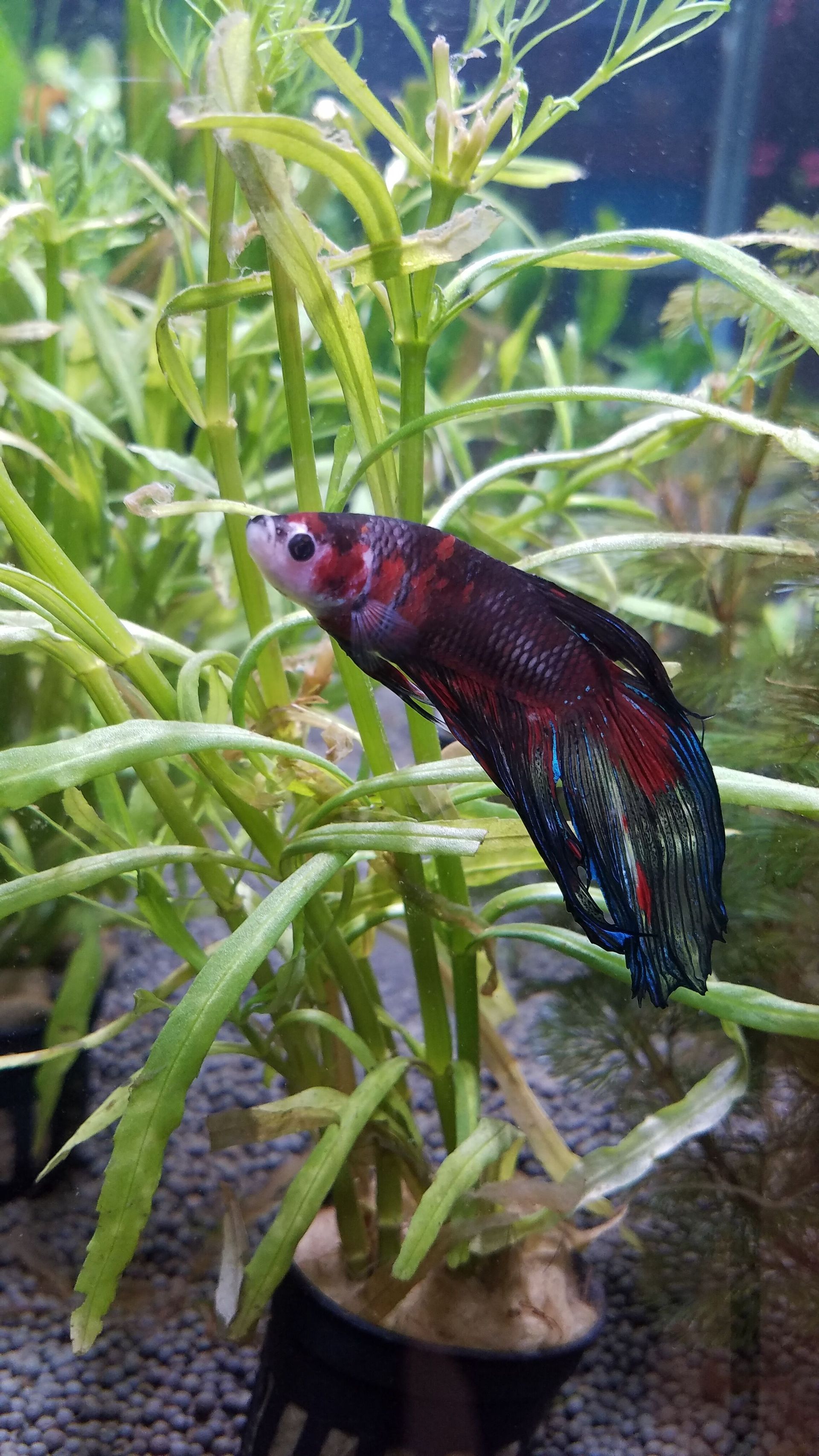 Koi Betta