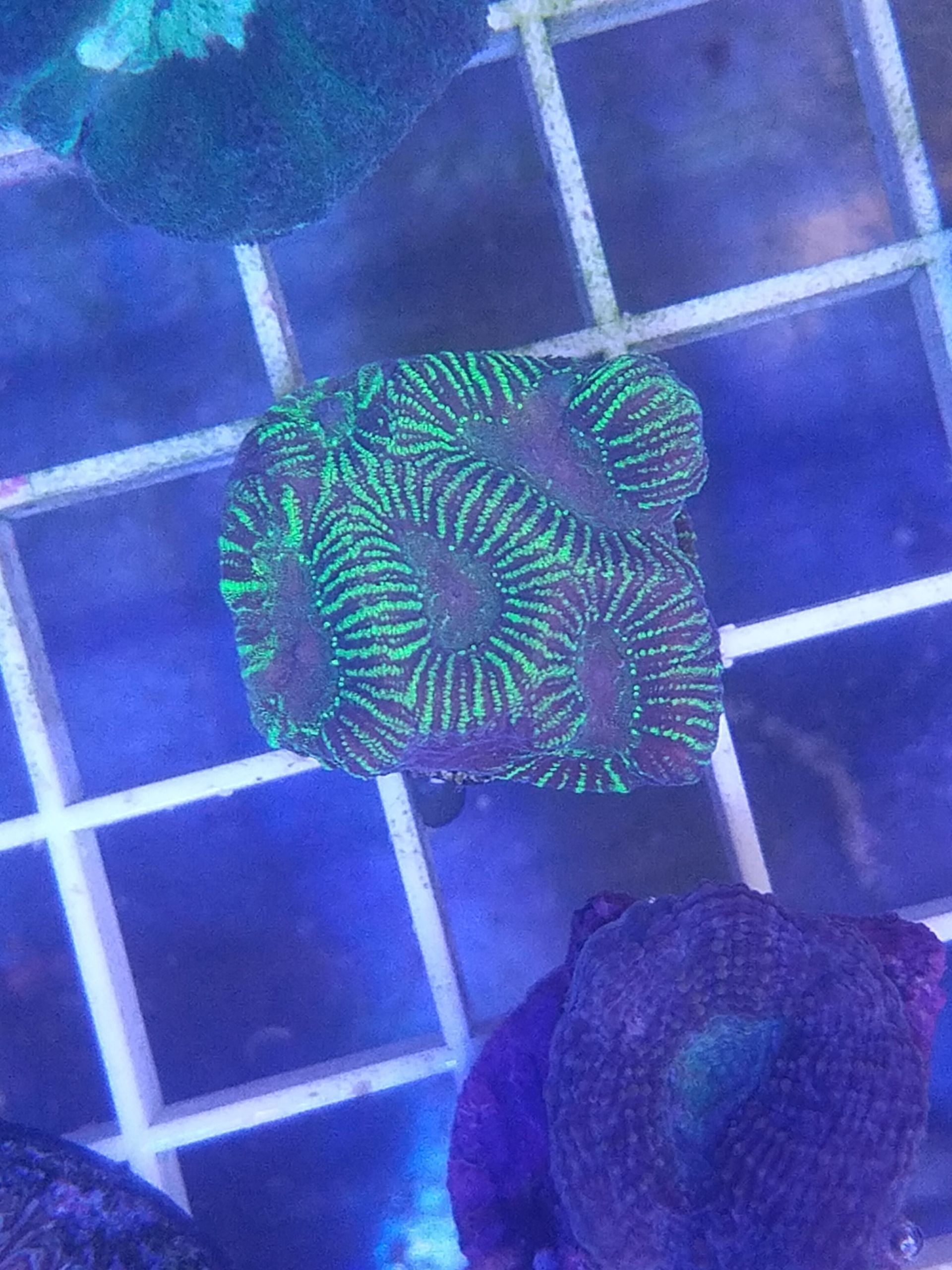 Maze Brain