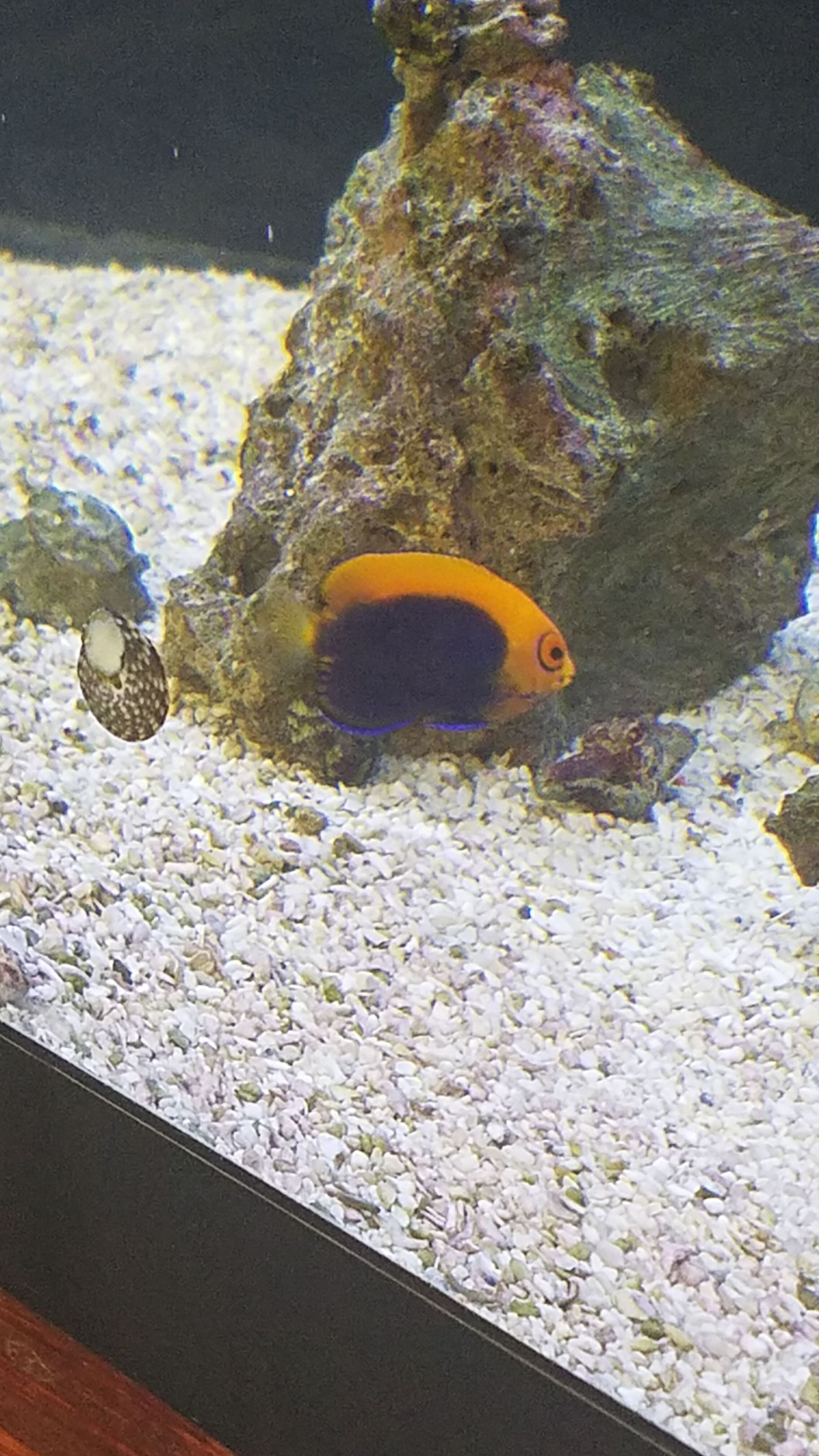 Pygmy Angel