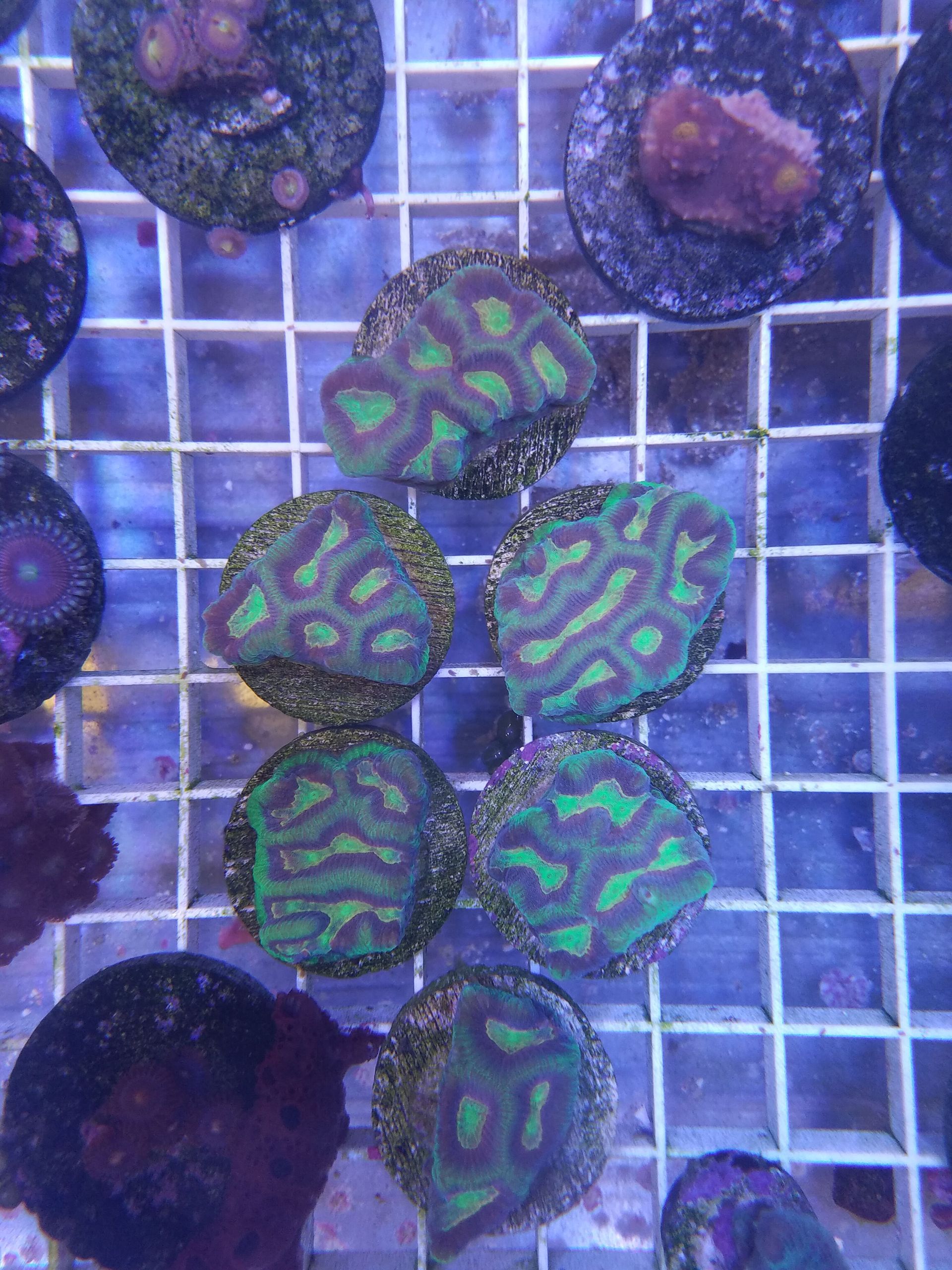 Rainbow Maze Brain